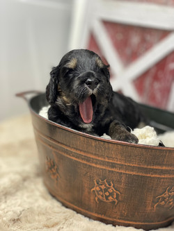 Big Yawns!