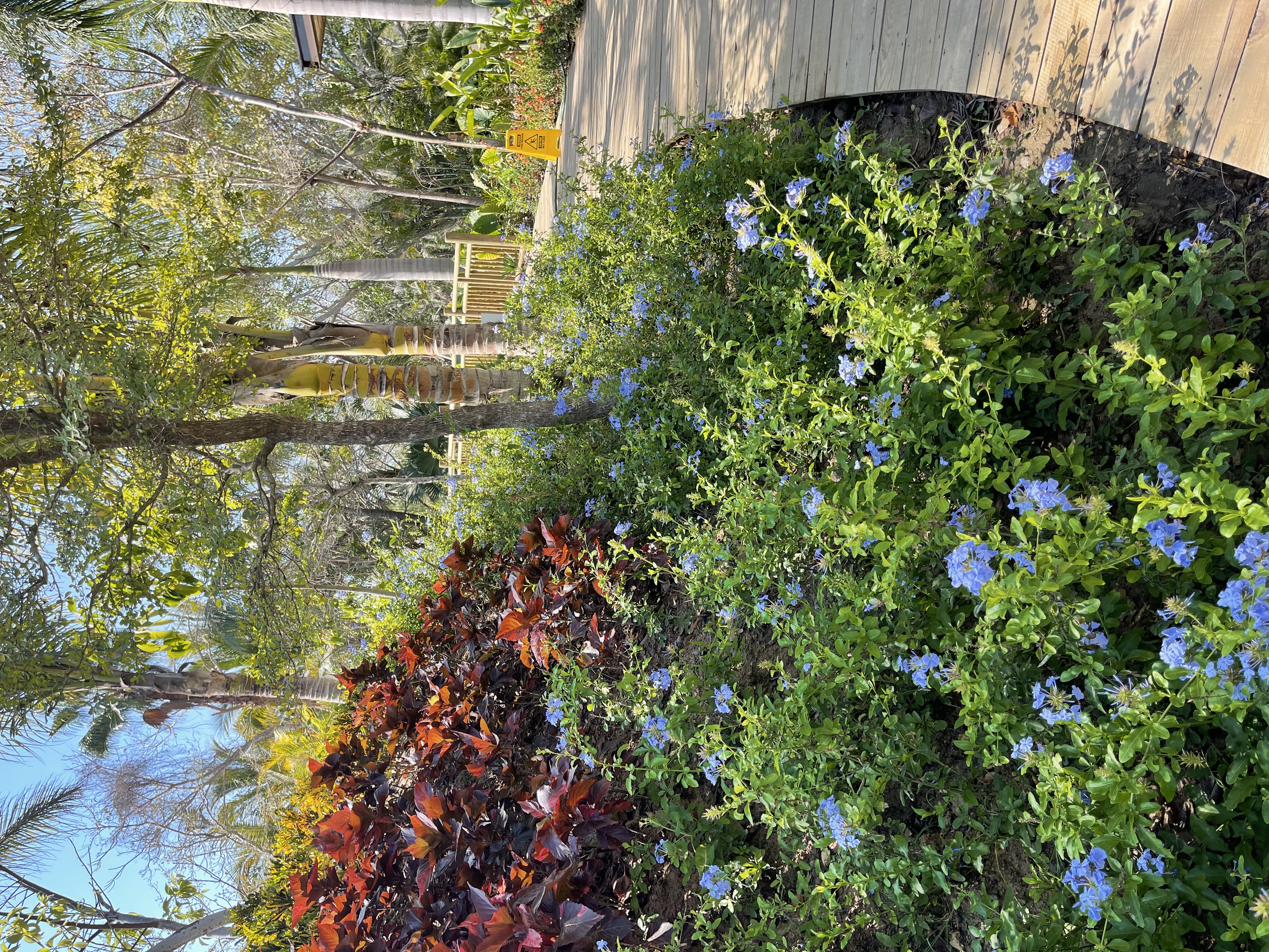 Morning Walk
