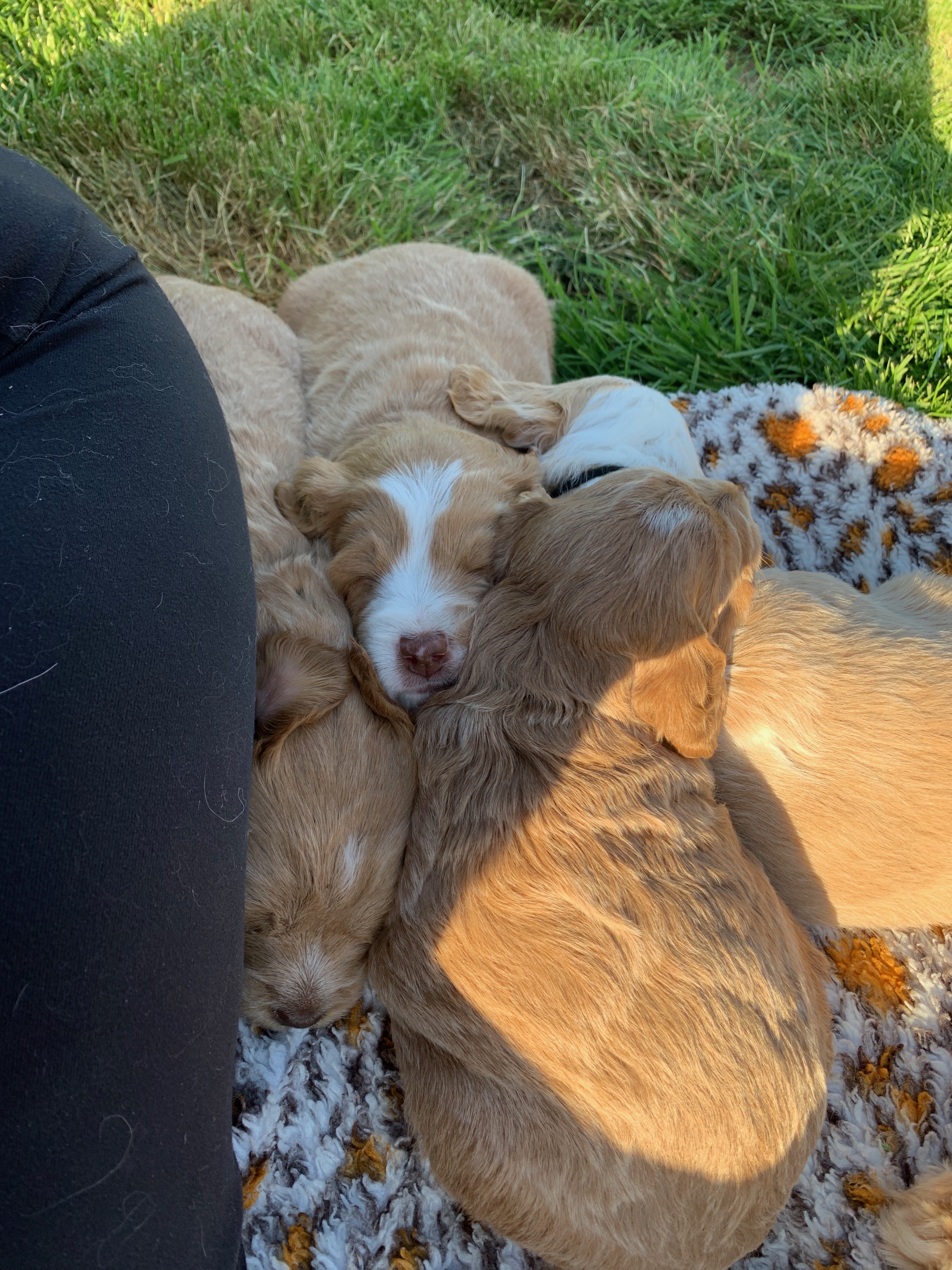Puppy pile