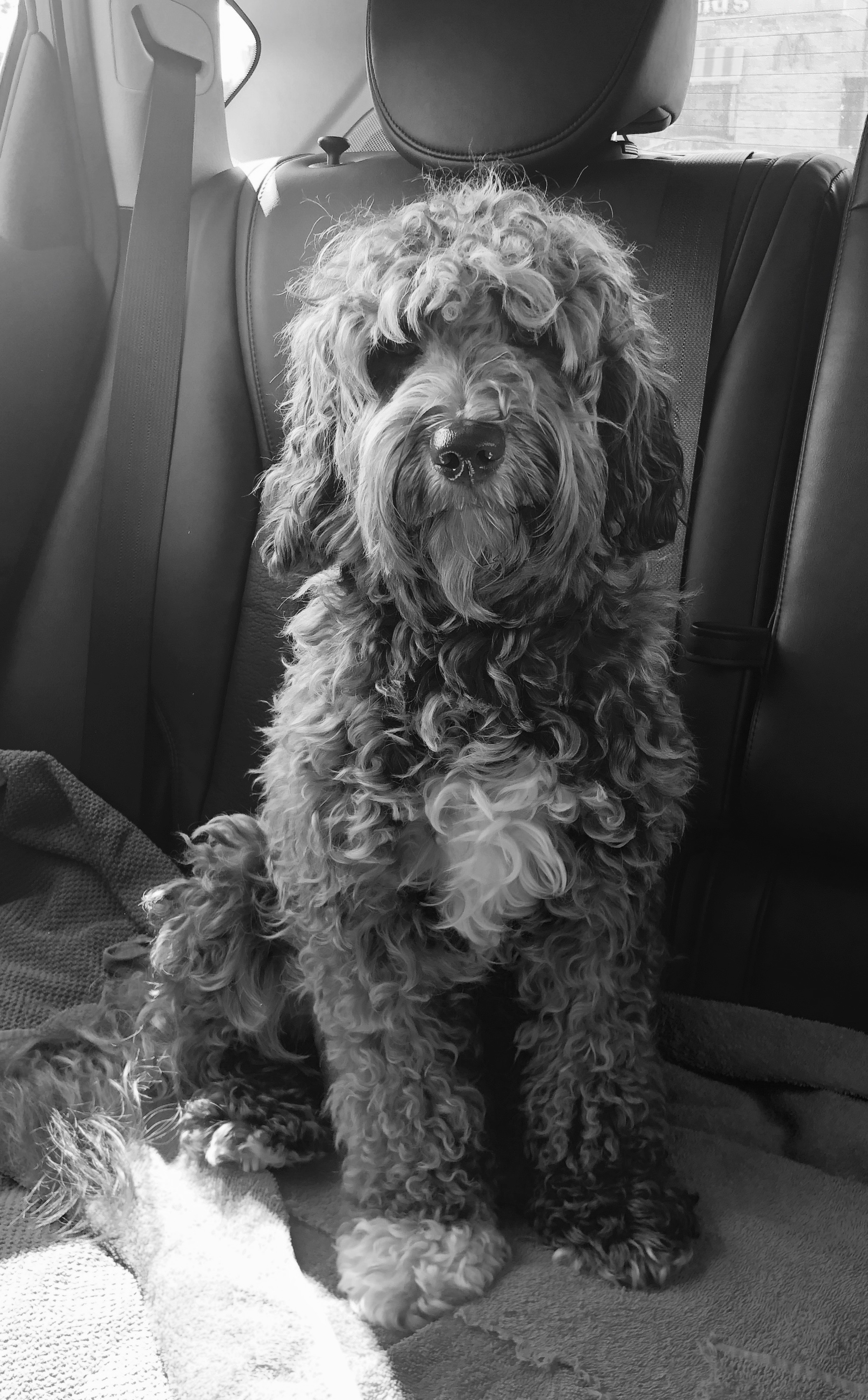 Mini Chocolate Australian Labradoodl