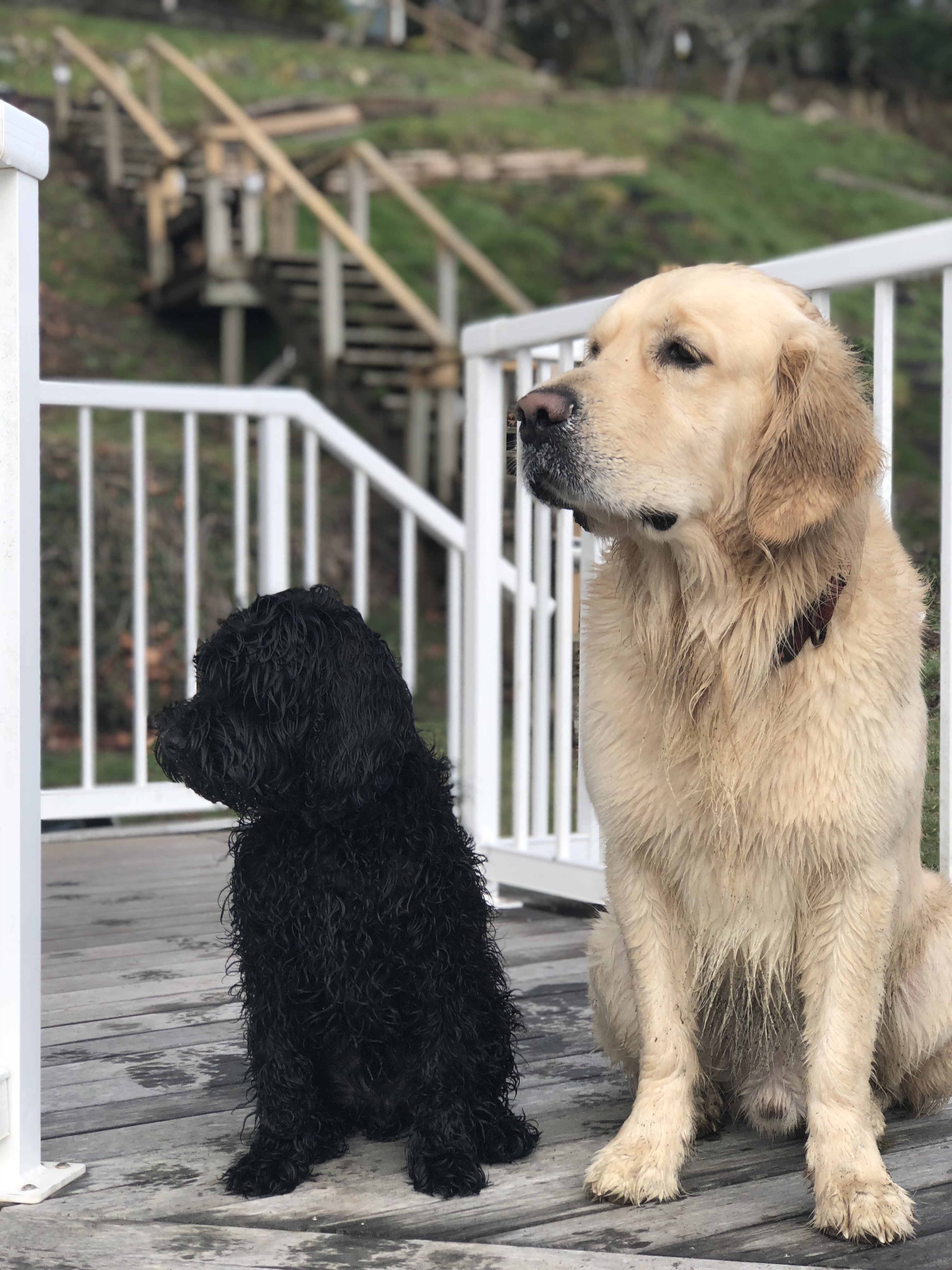 Sarge & Bo