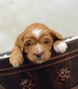 Penny