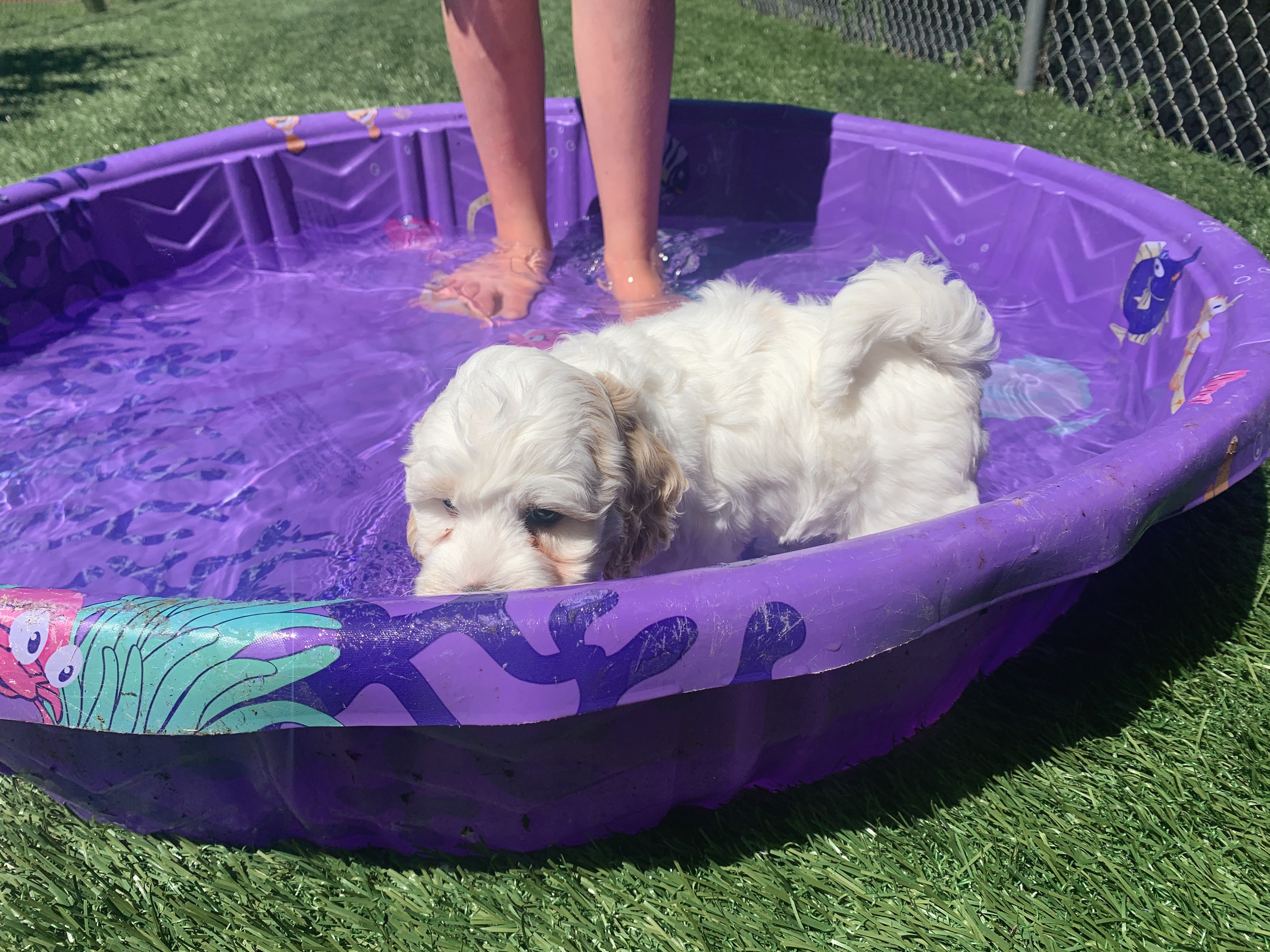 Pool Time