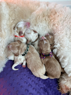 Puppy Pile