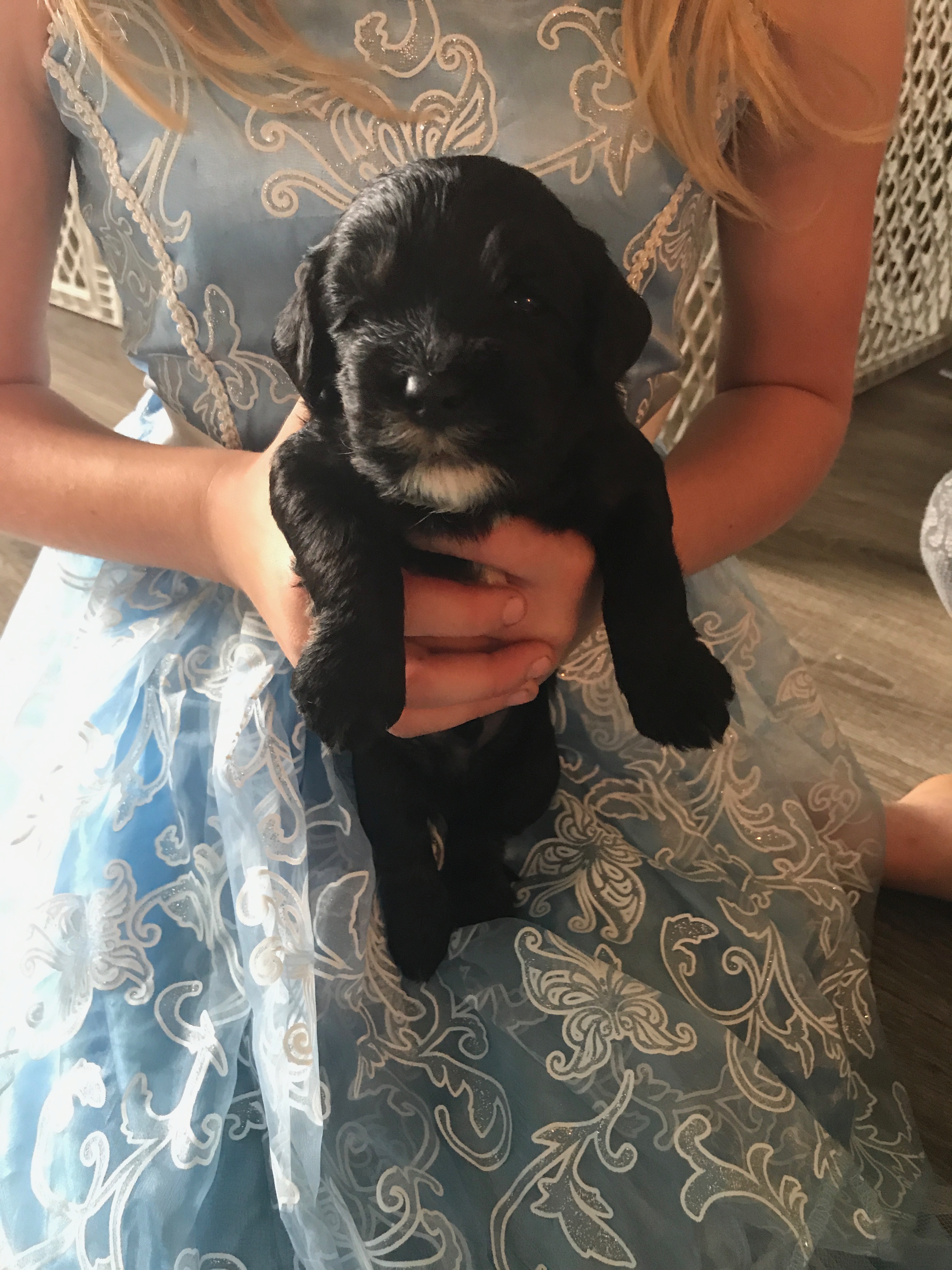 Labradoodle Puppies Available