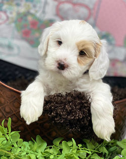 Flopsy