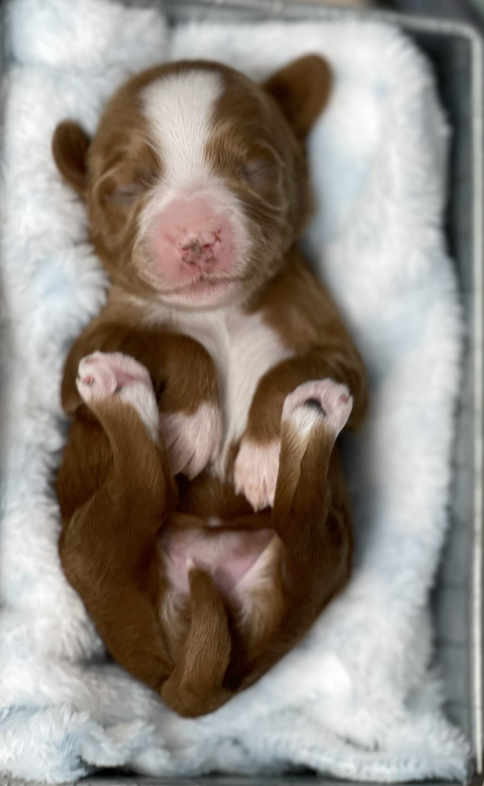 Sweet Pea