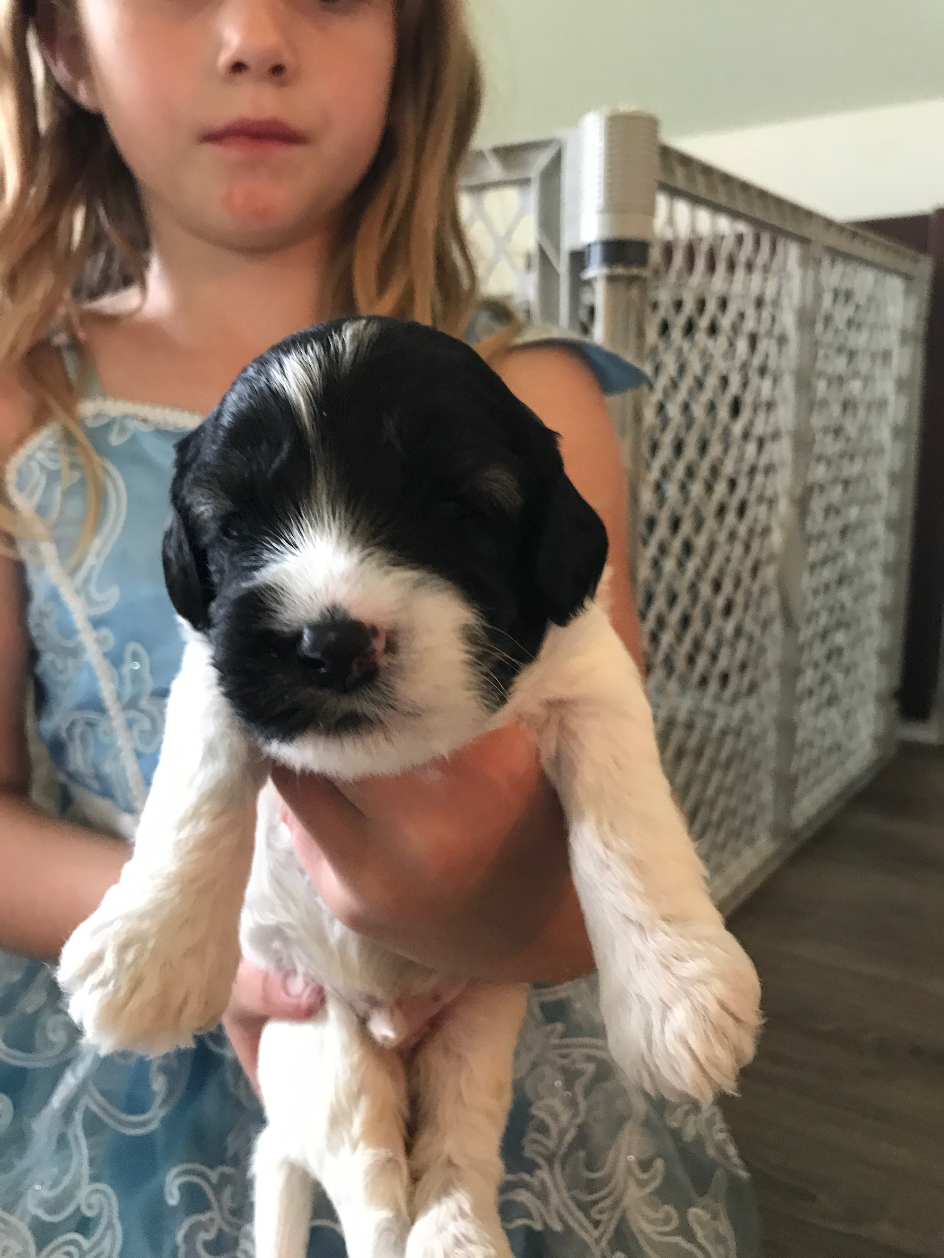 Labradoodle Puppies Available