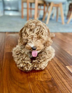 223047087_10106090113036723_393329253188858278_n