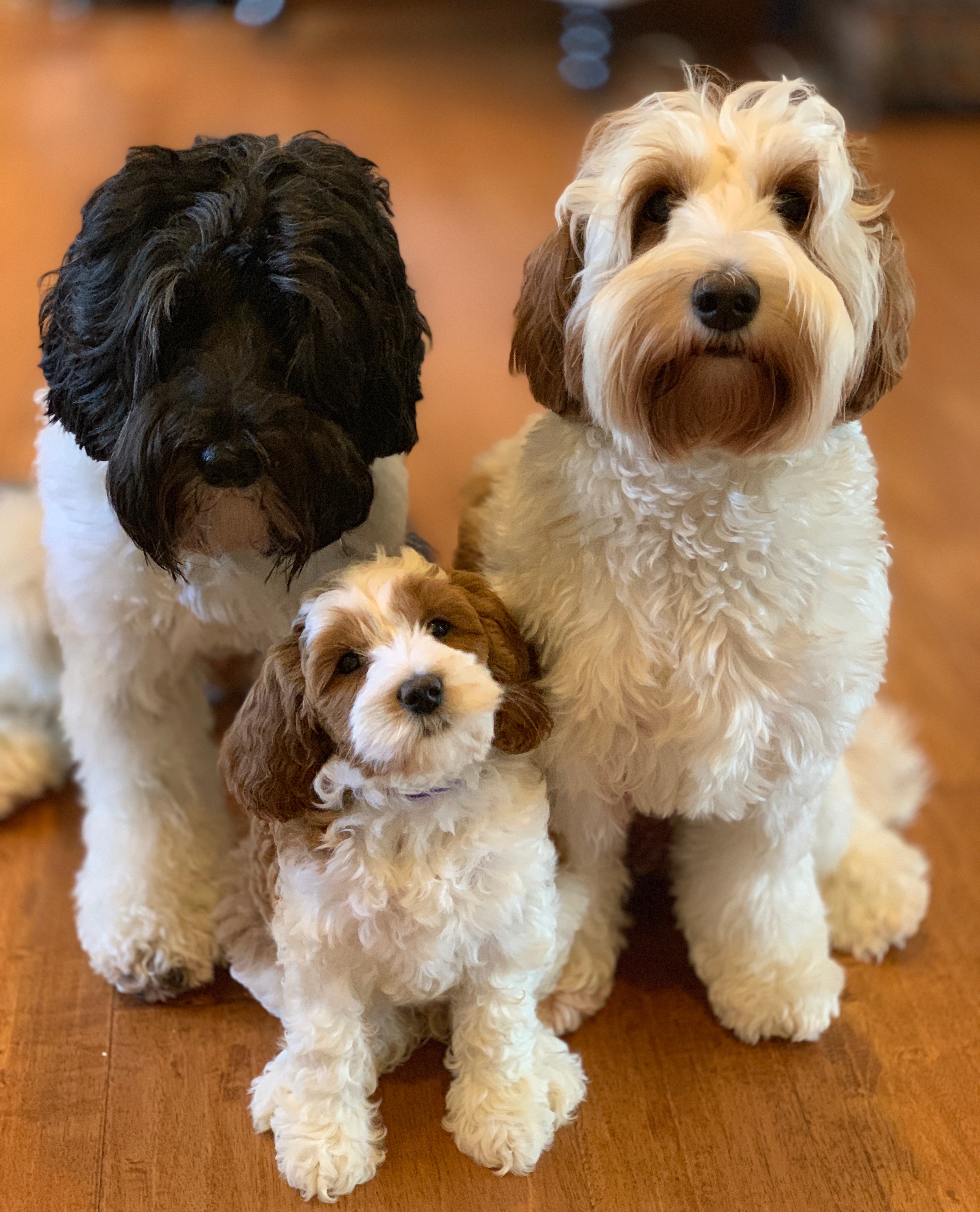 Slick & Ruby and baby Gabby