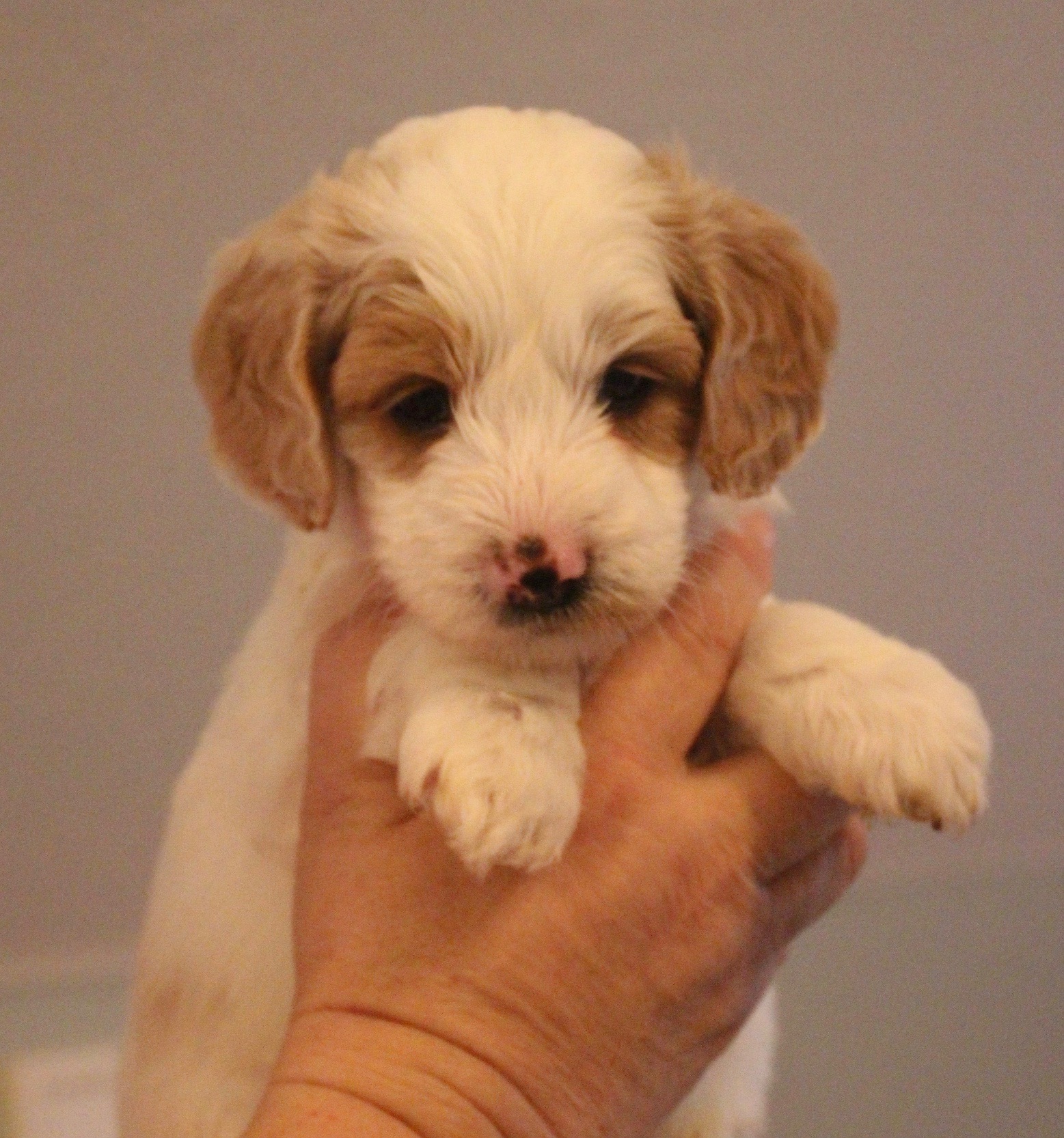 Clover Male