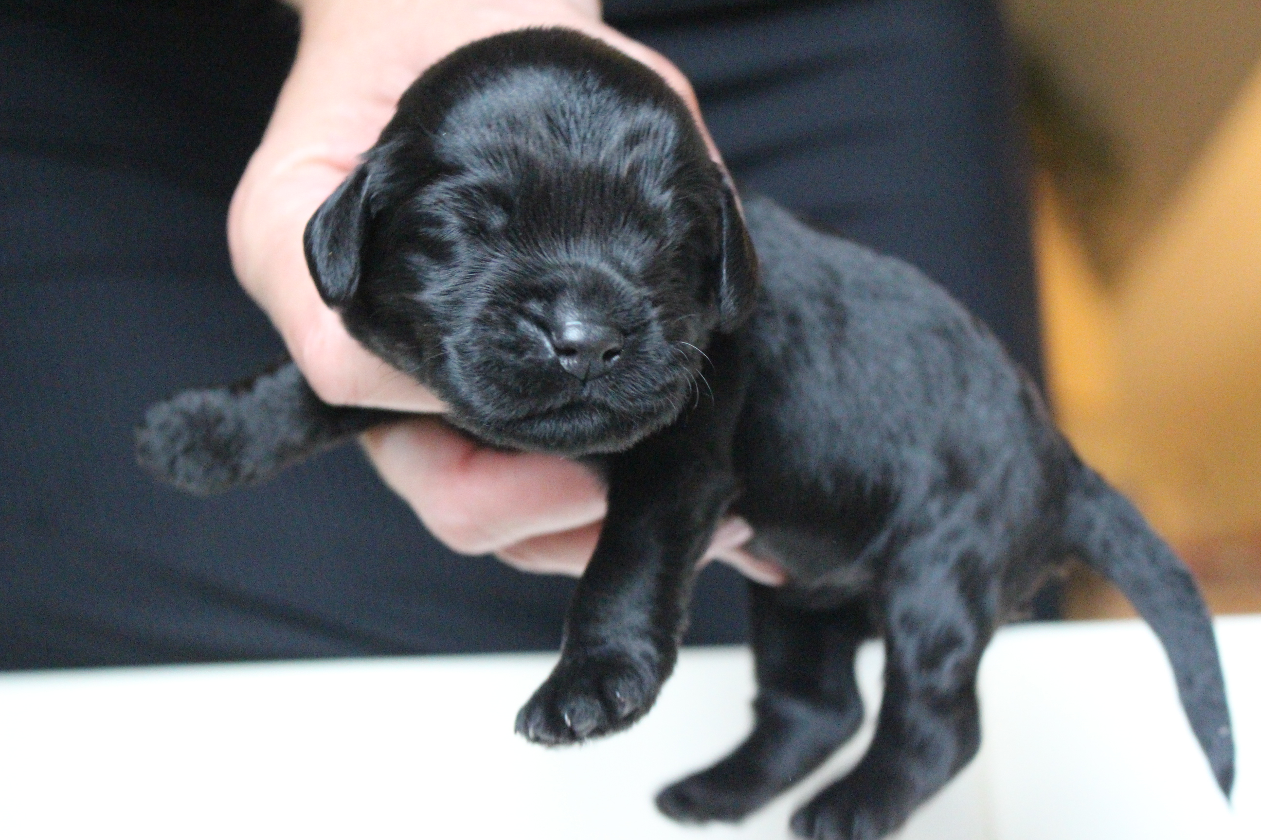 Australian Labradoodle Puppies WA