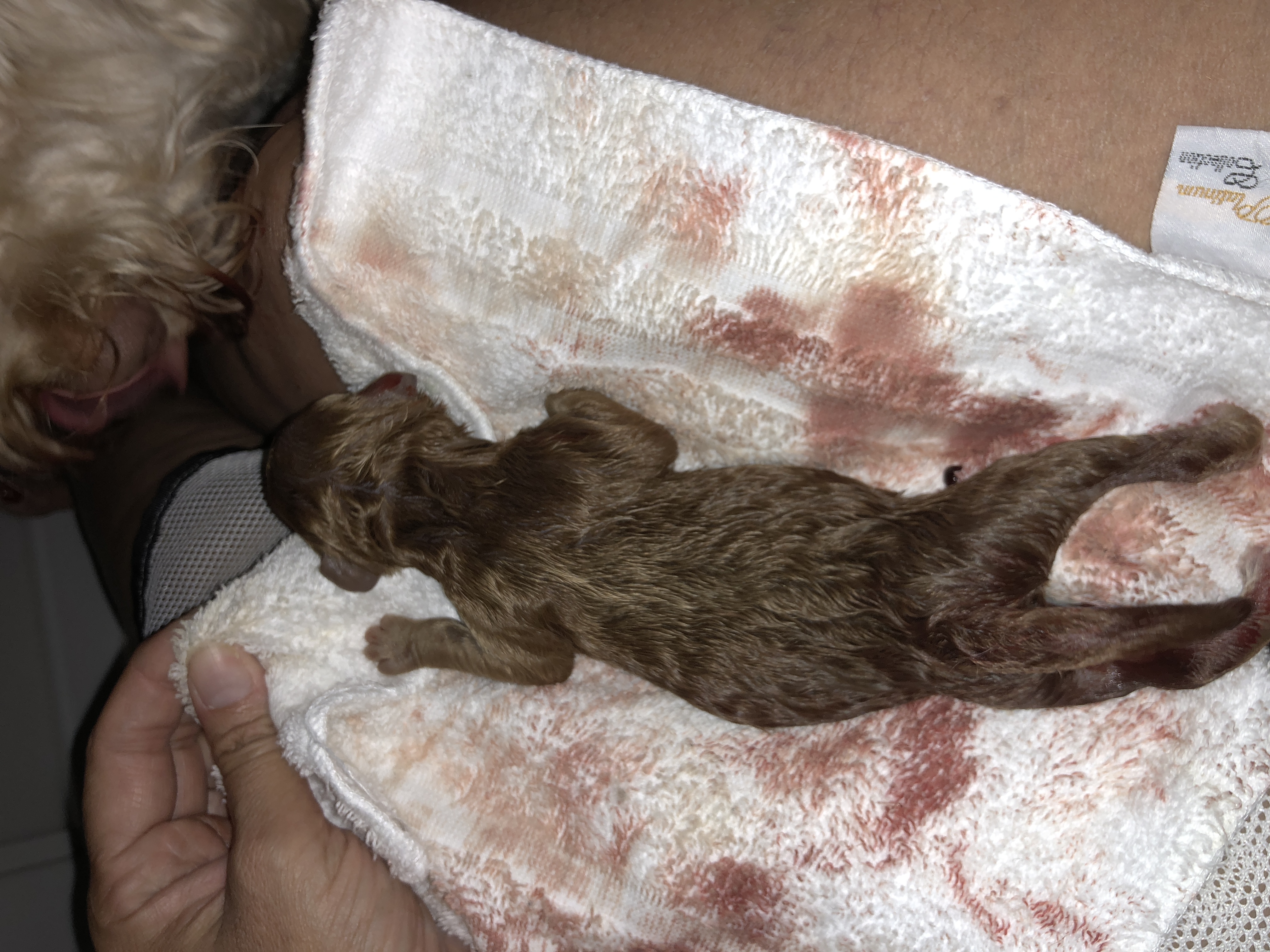 First baby