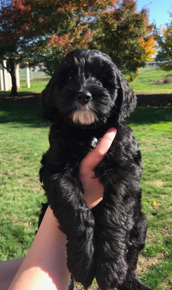 Gracie's past puppy