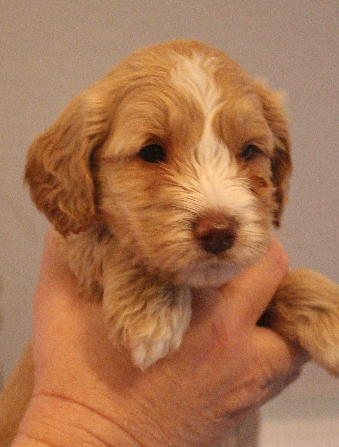 Nutmeg Female
