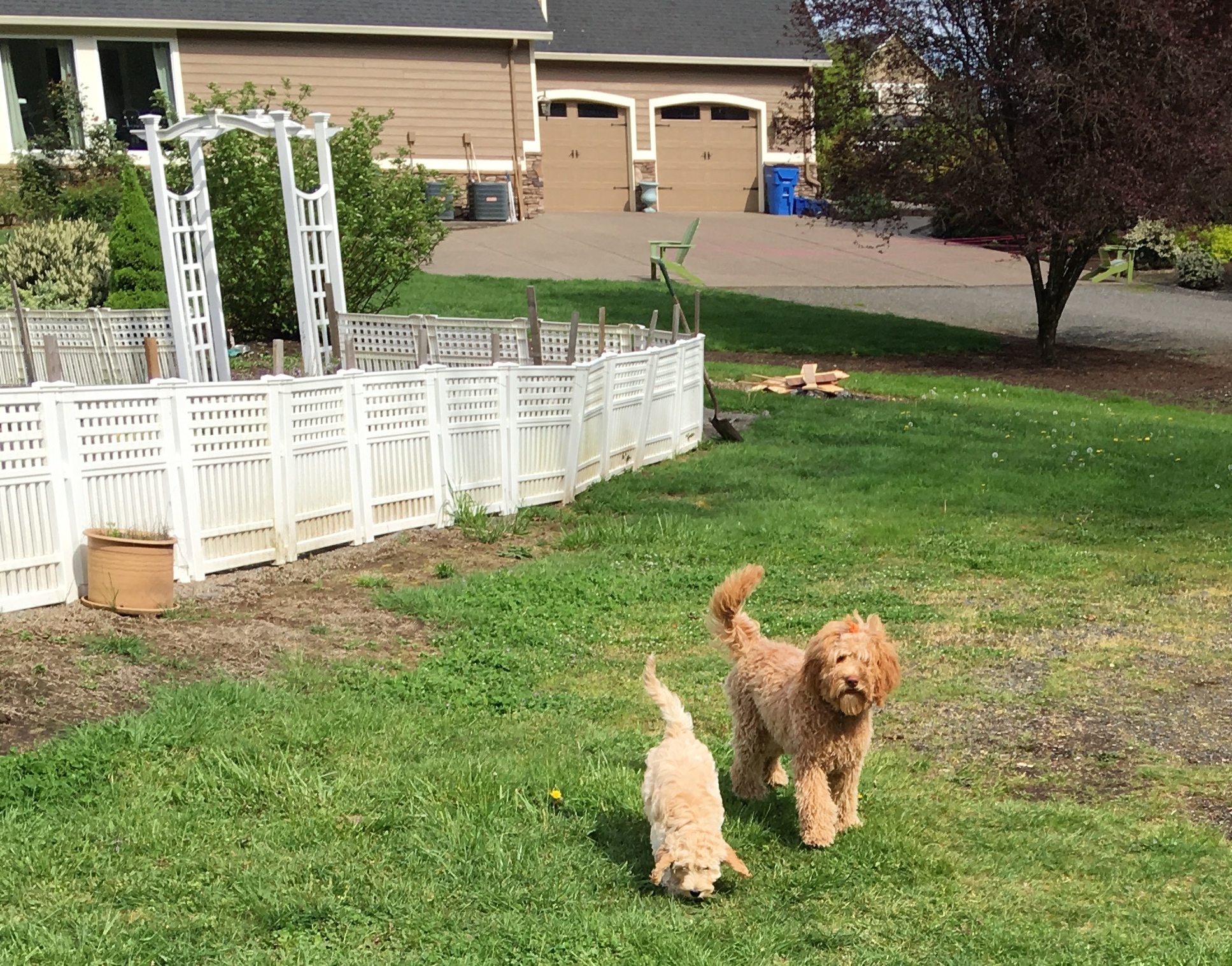 Daisy & Gracie