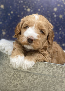 Oliver