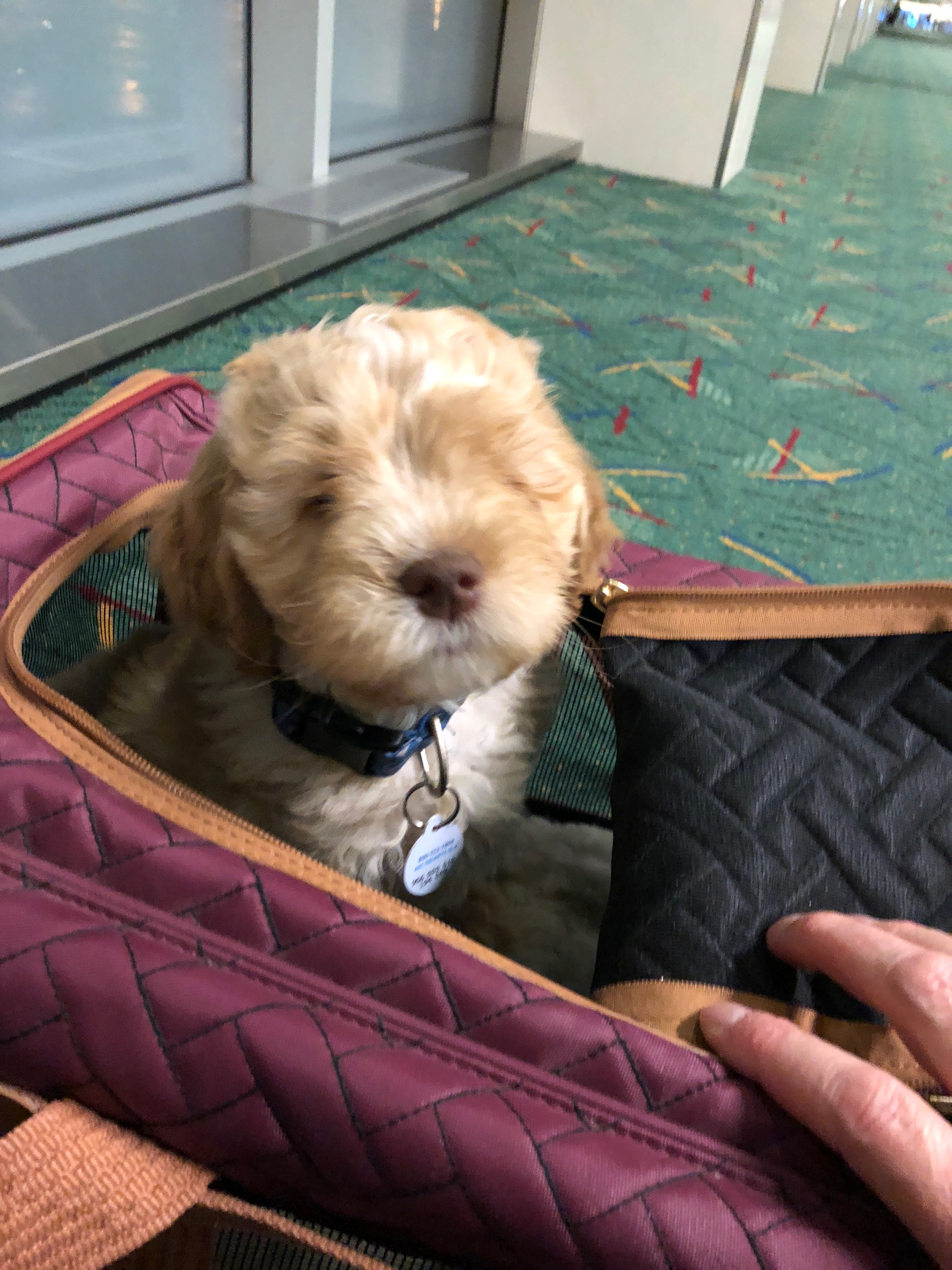 Roscoe Getting Ready to Fly