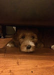 Australian Labradoodle Puppies For Sale
