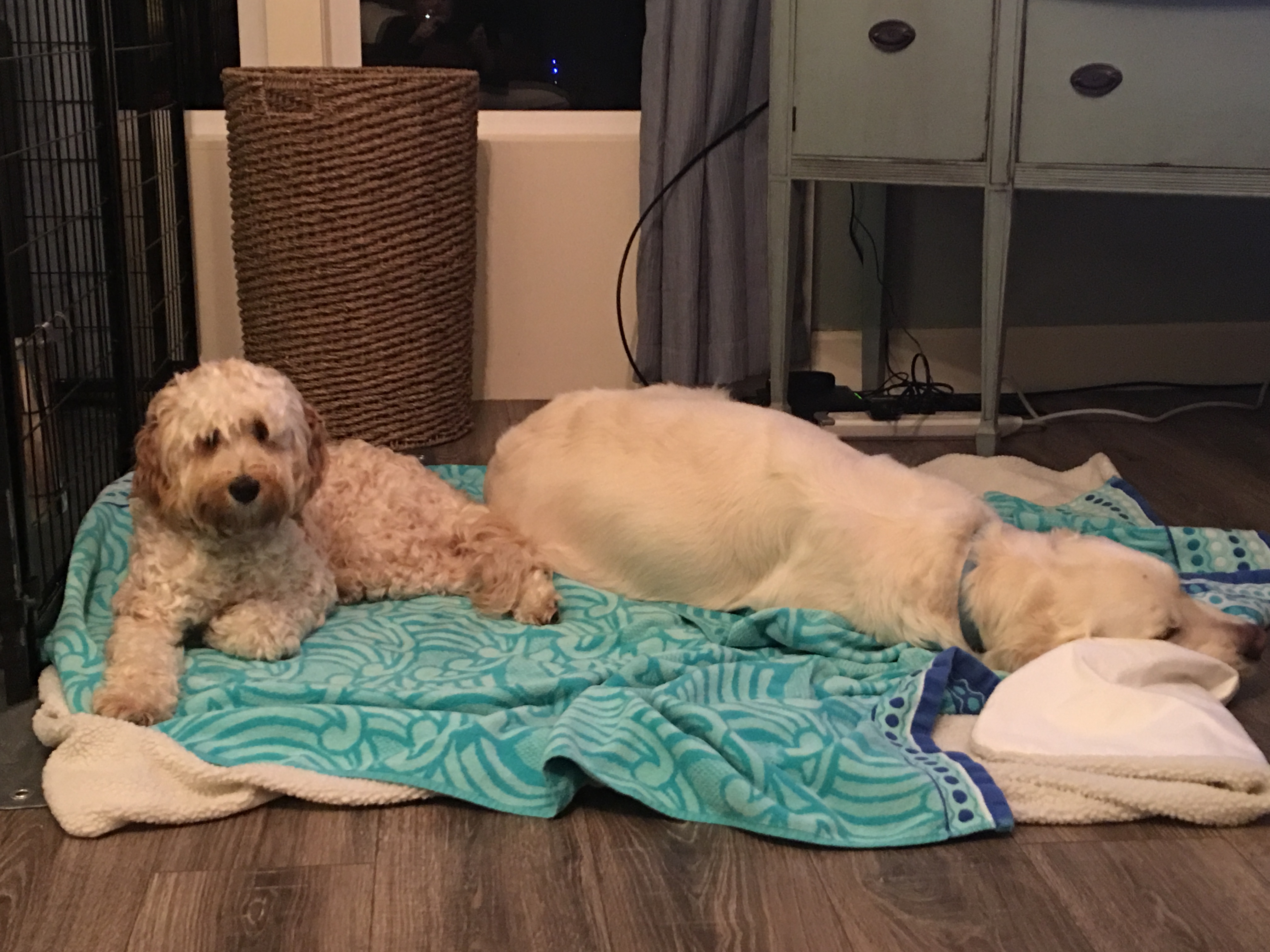 Whelping dula