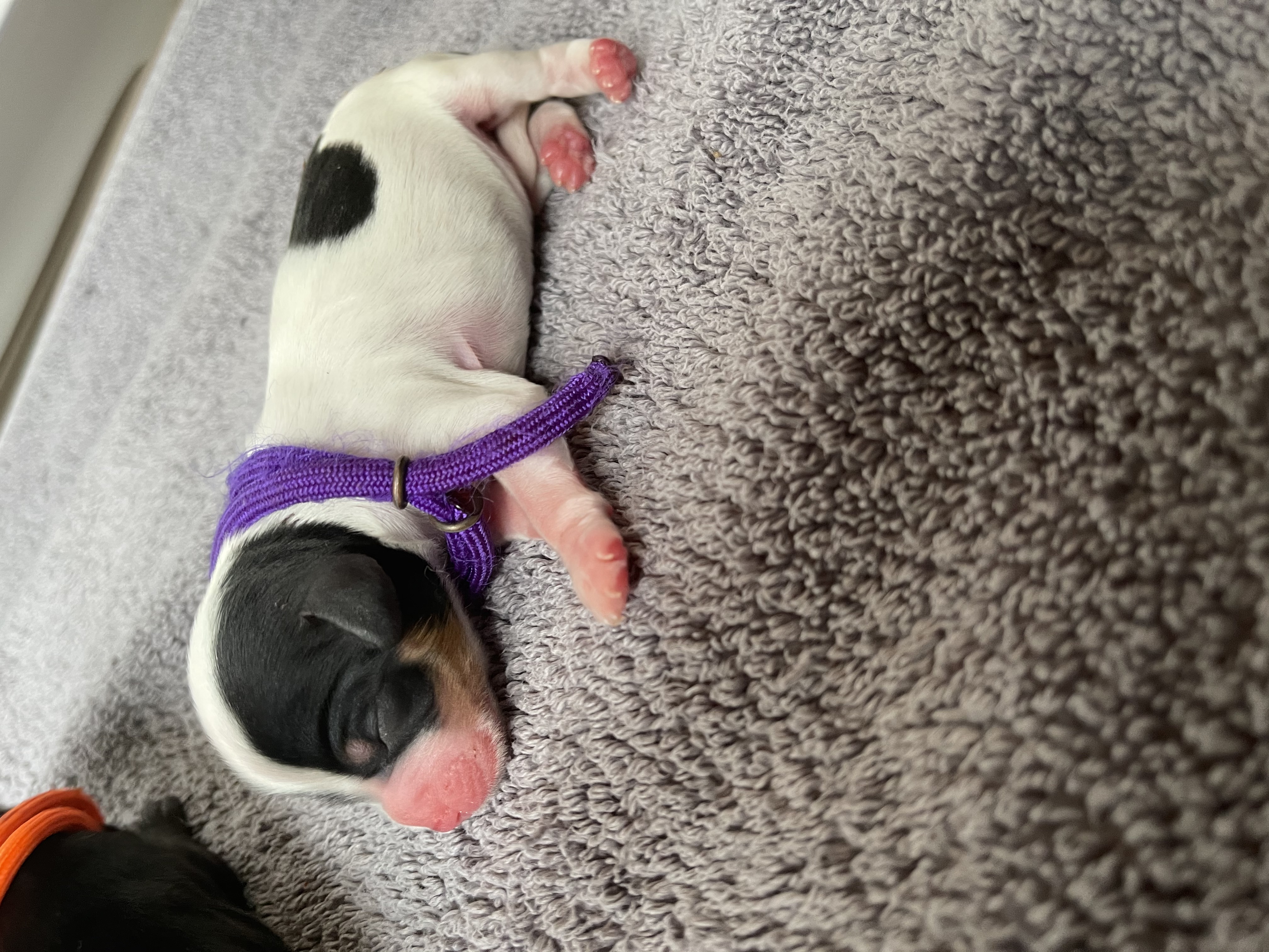 Maggie