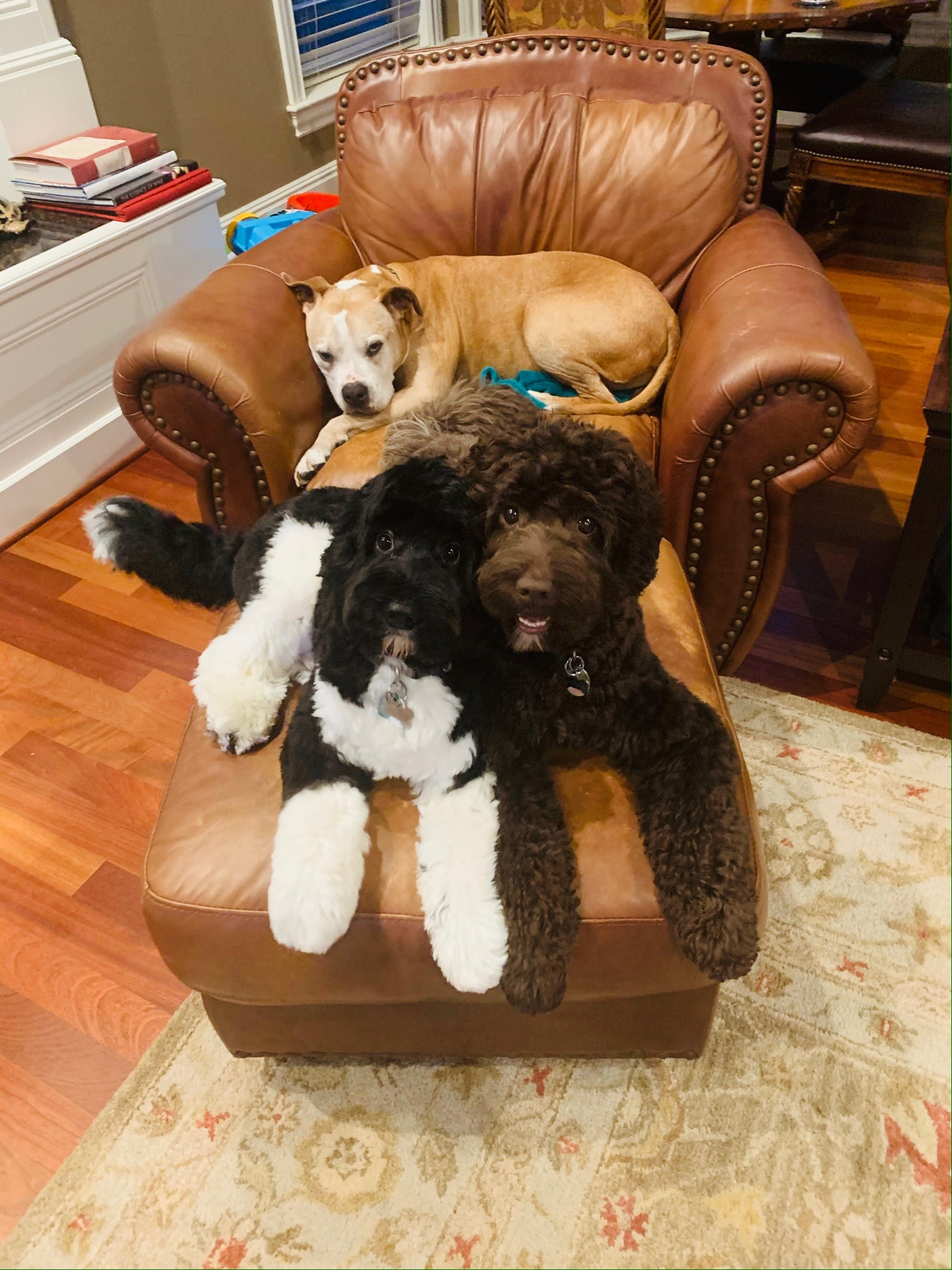 Kona & Giorgio