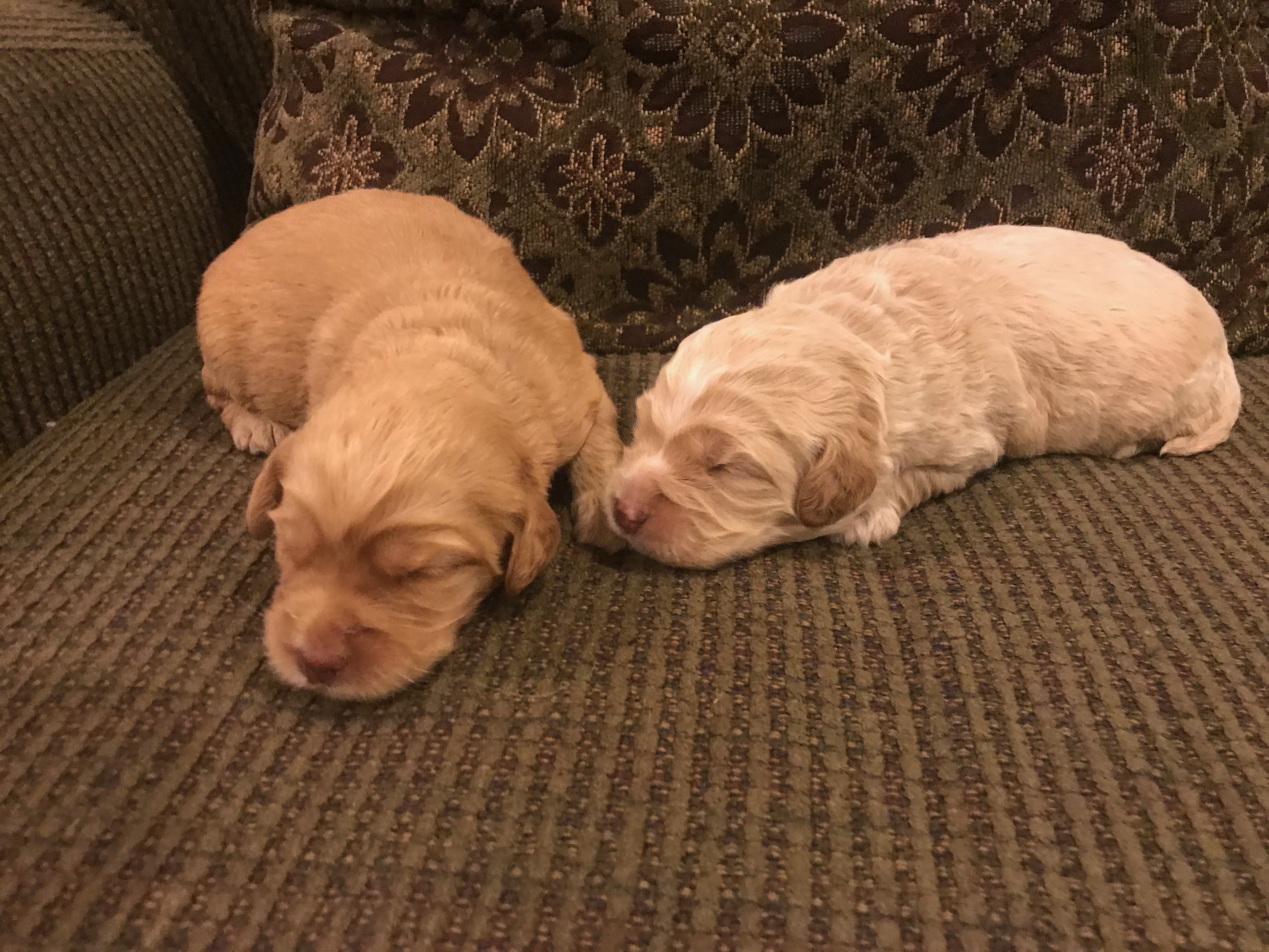 Australian Labradoodle Puppies