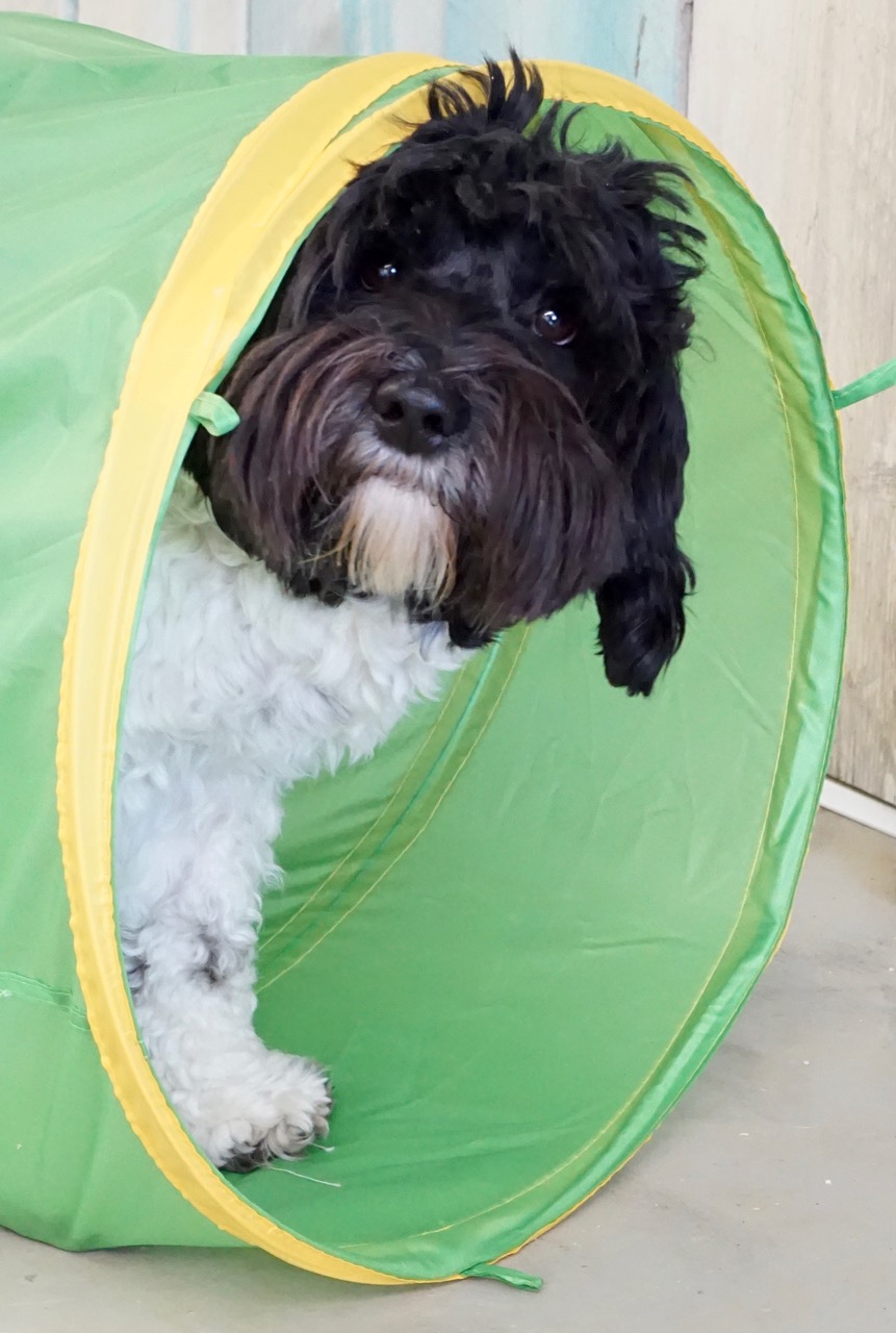 Mini Australian Labradoodle Stud