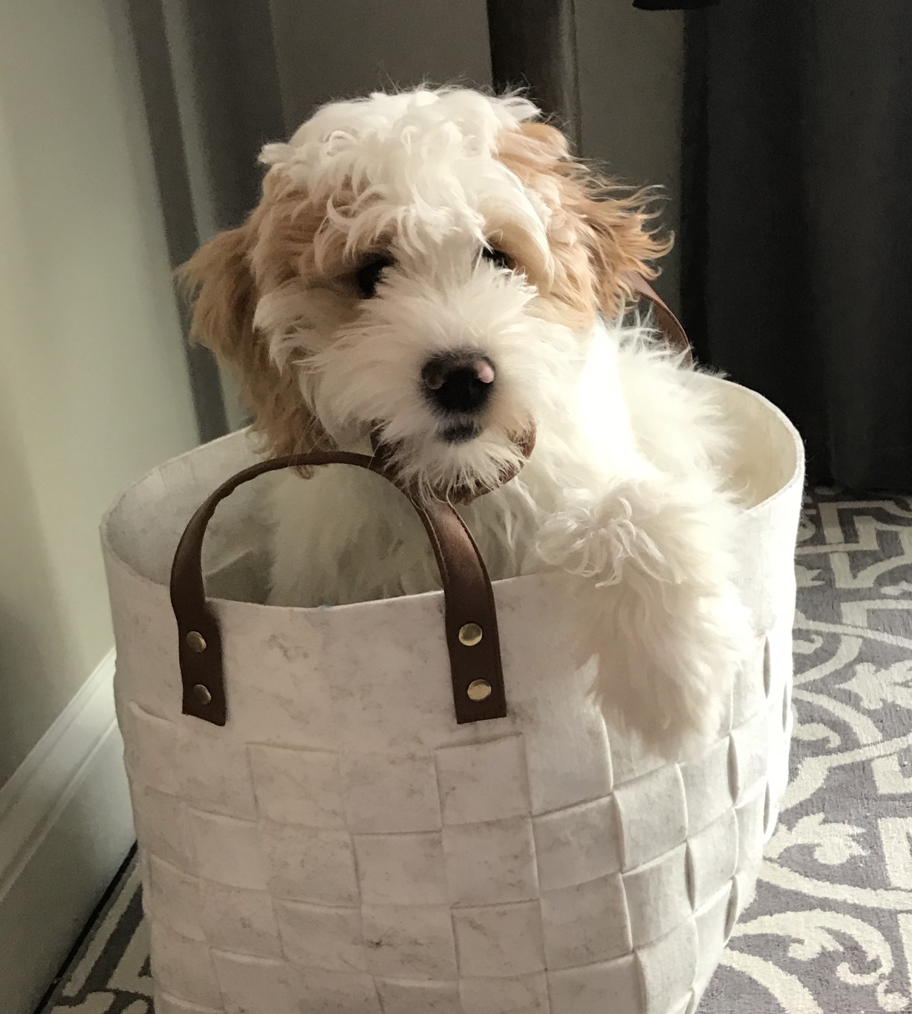 Daisy Past Puppy