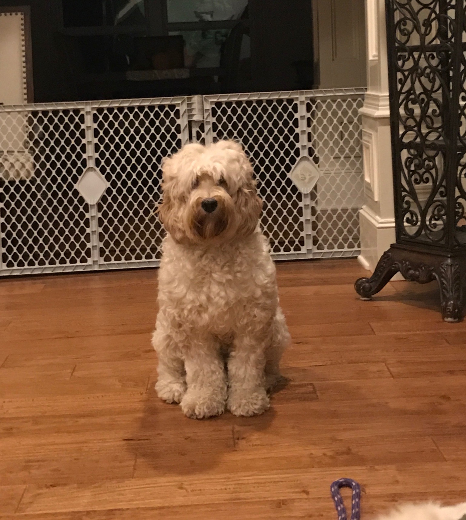 Gracie