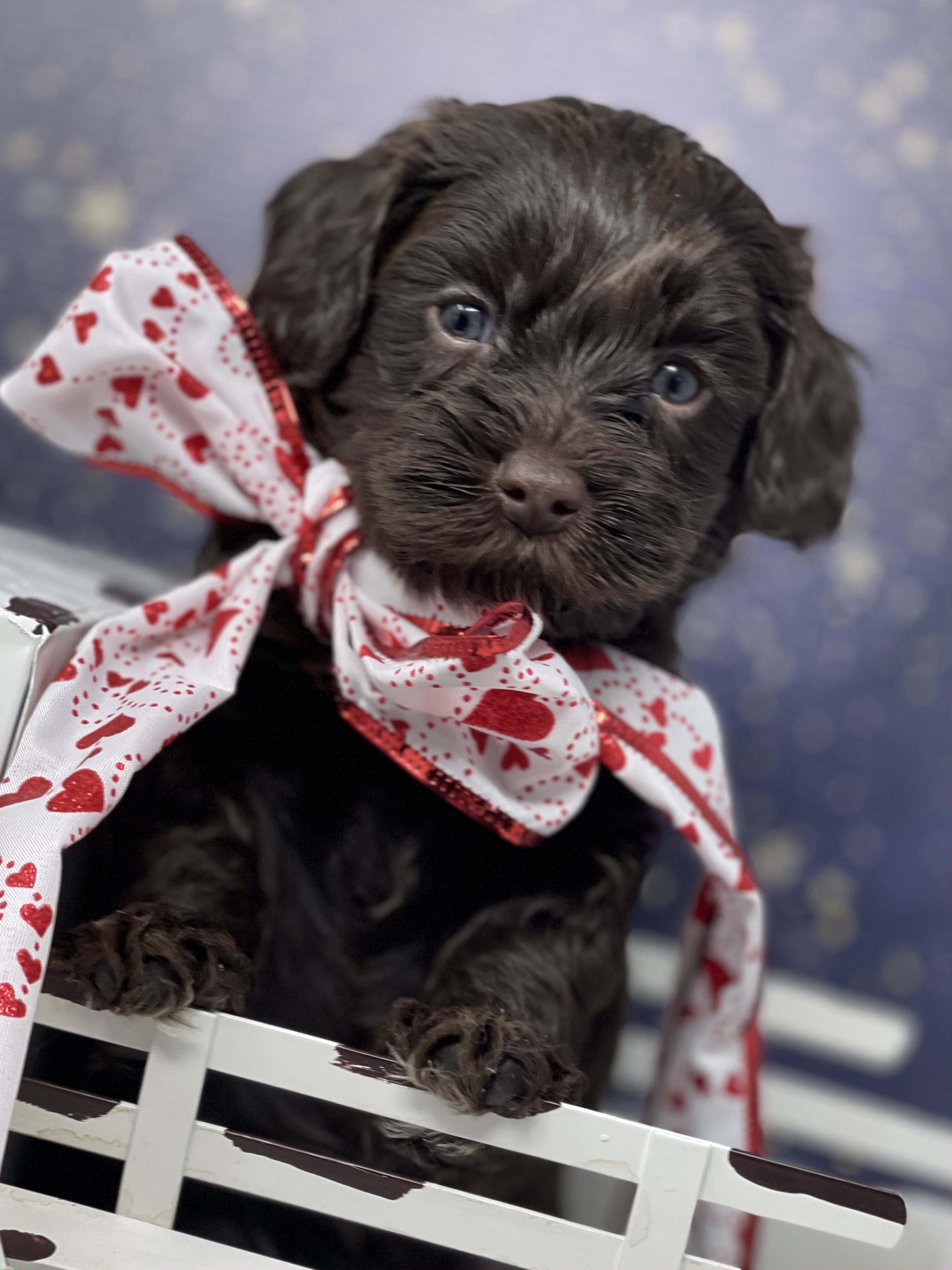 Rolo