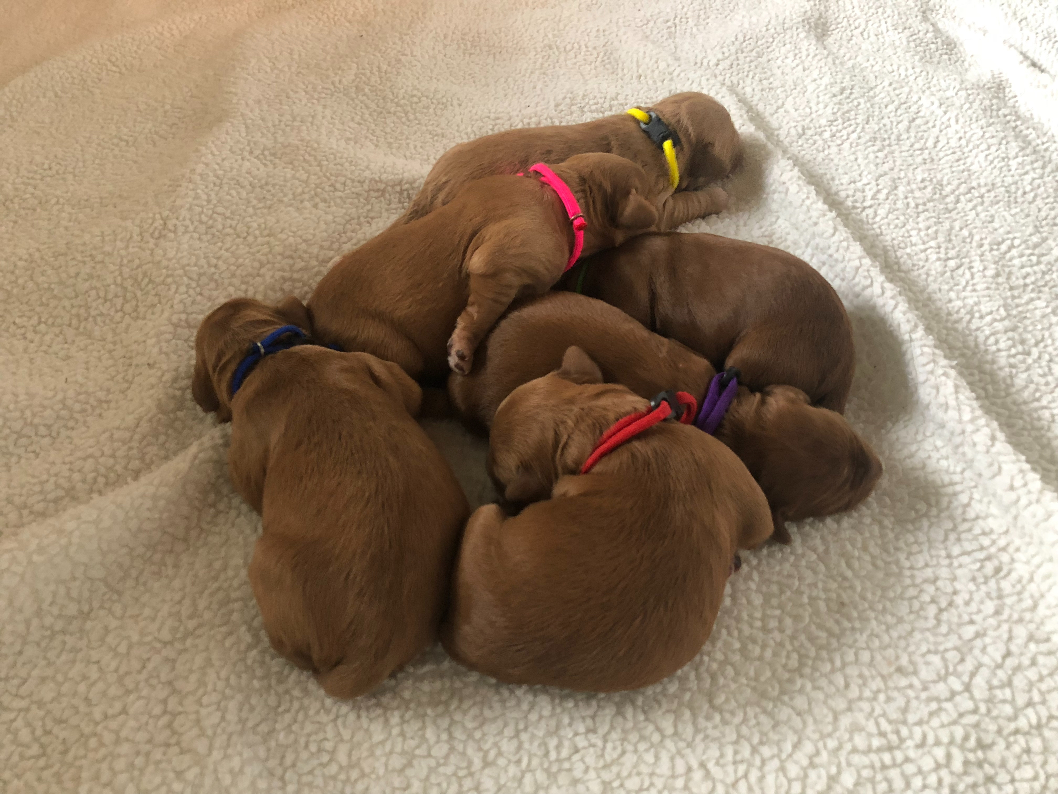 Puppy Pile