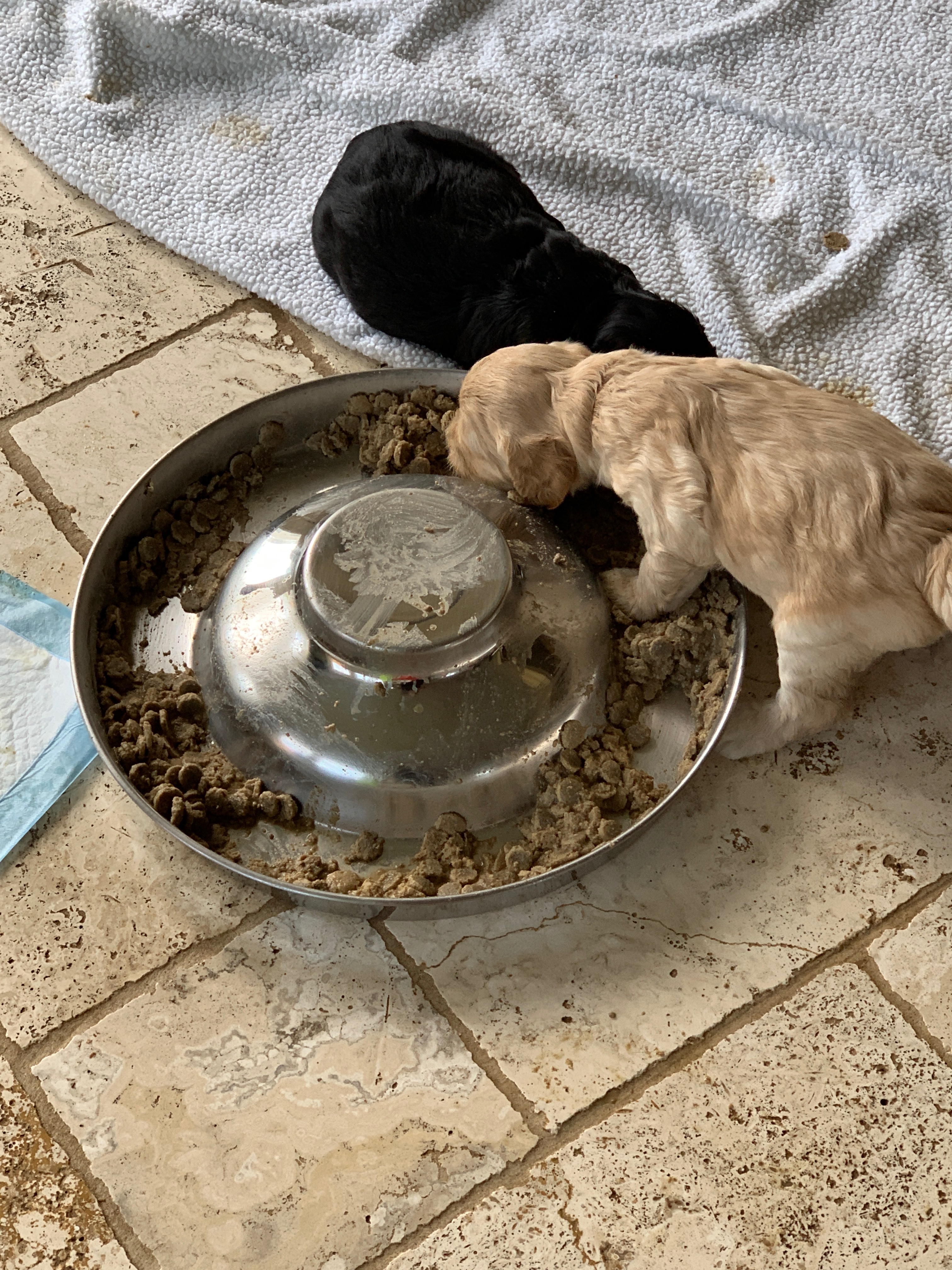 First Meal