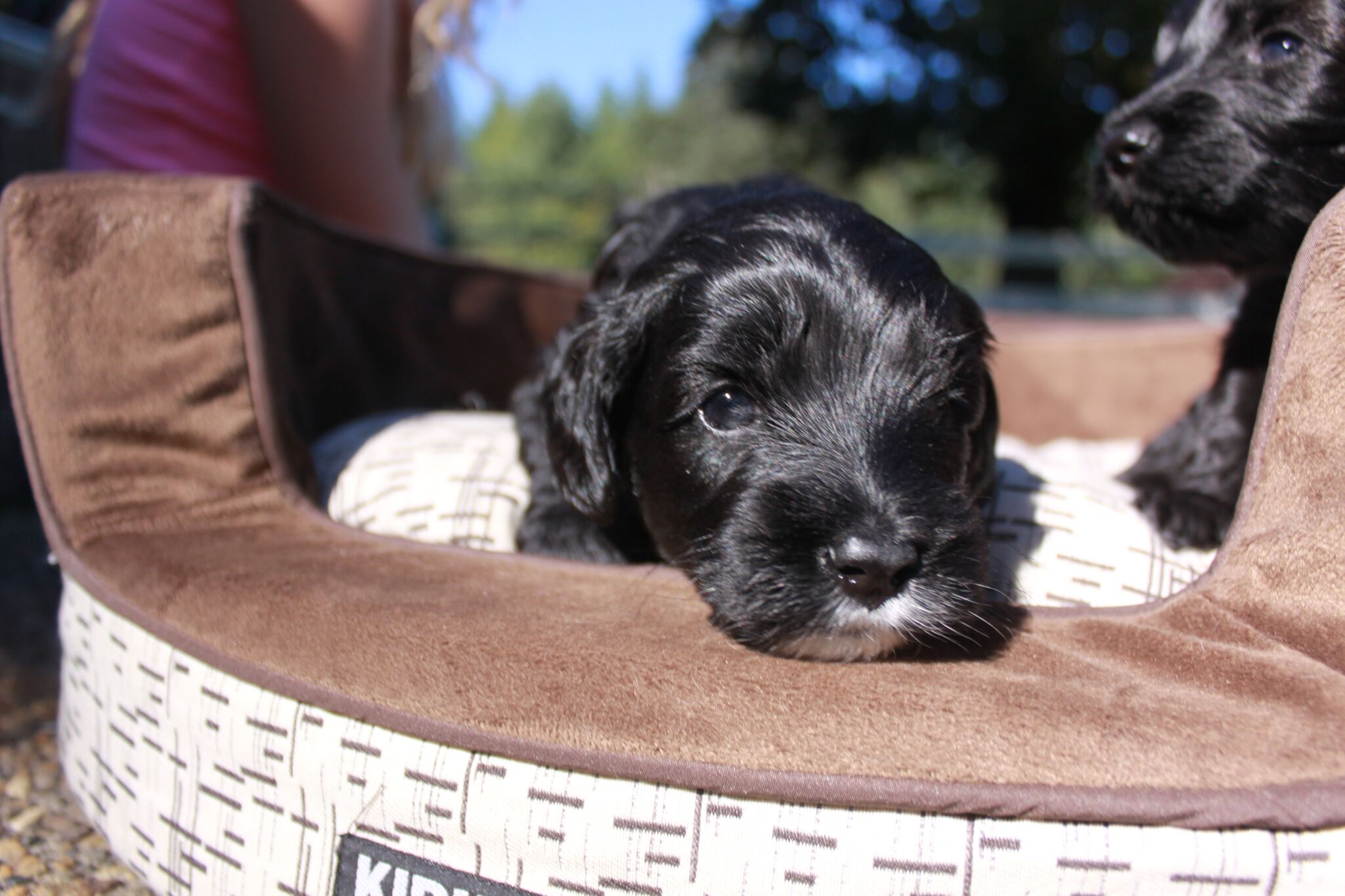 Australian Labradoodle Puppy