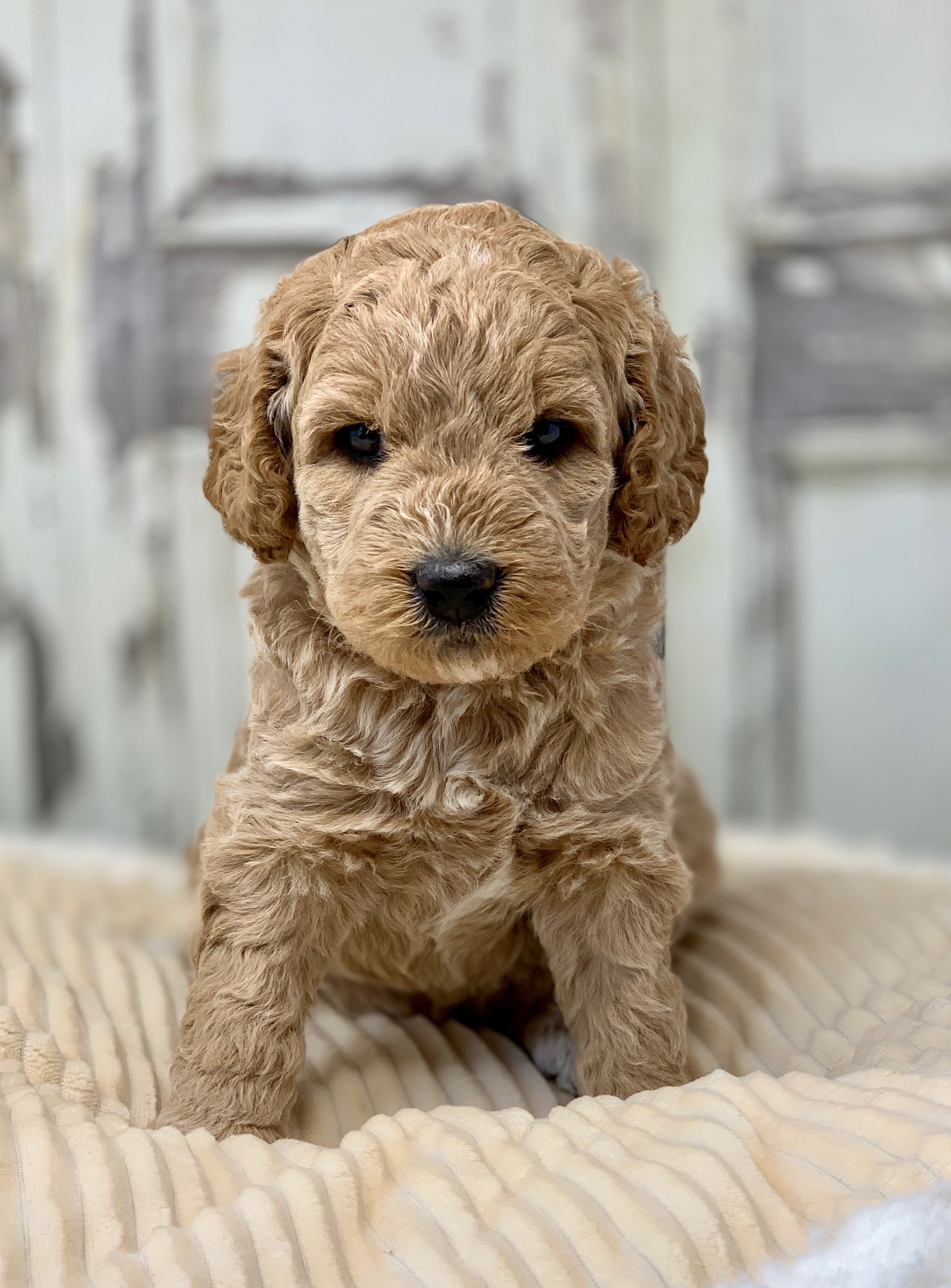 Watermelon - Brinks x Ava female pup