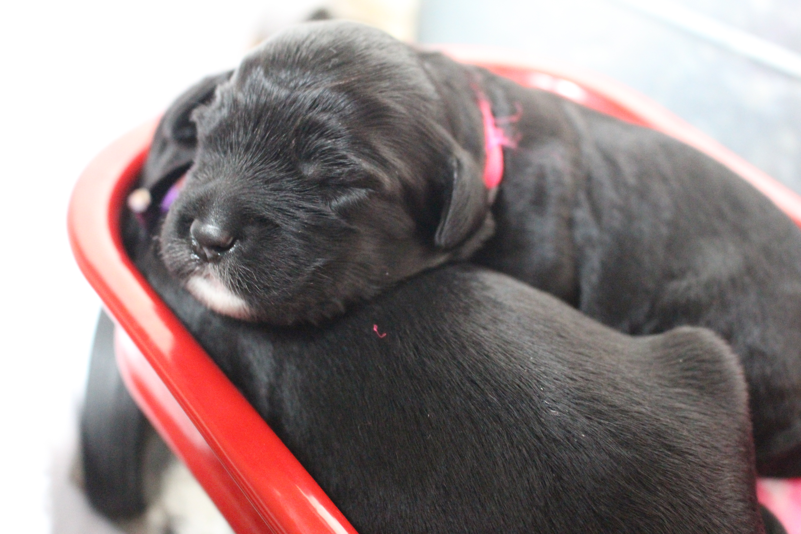 Australian Labradoodle Puppies NY