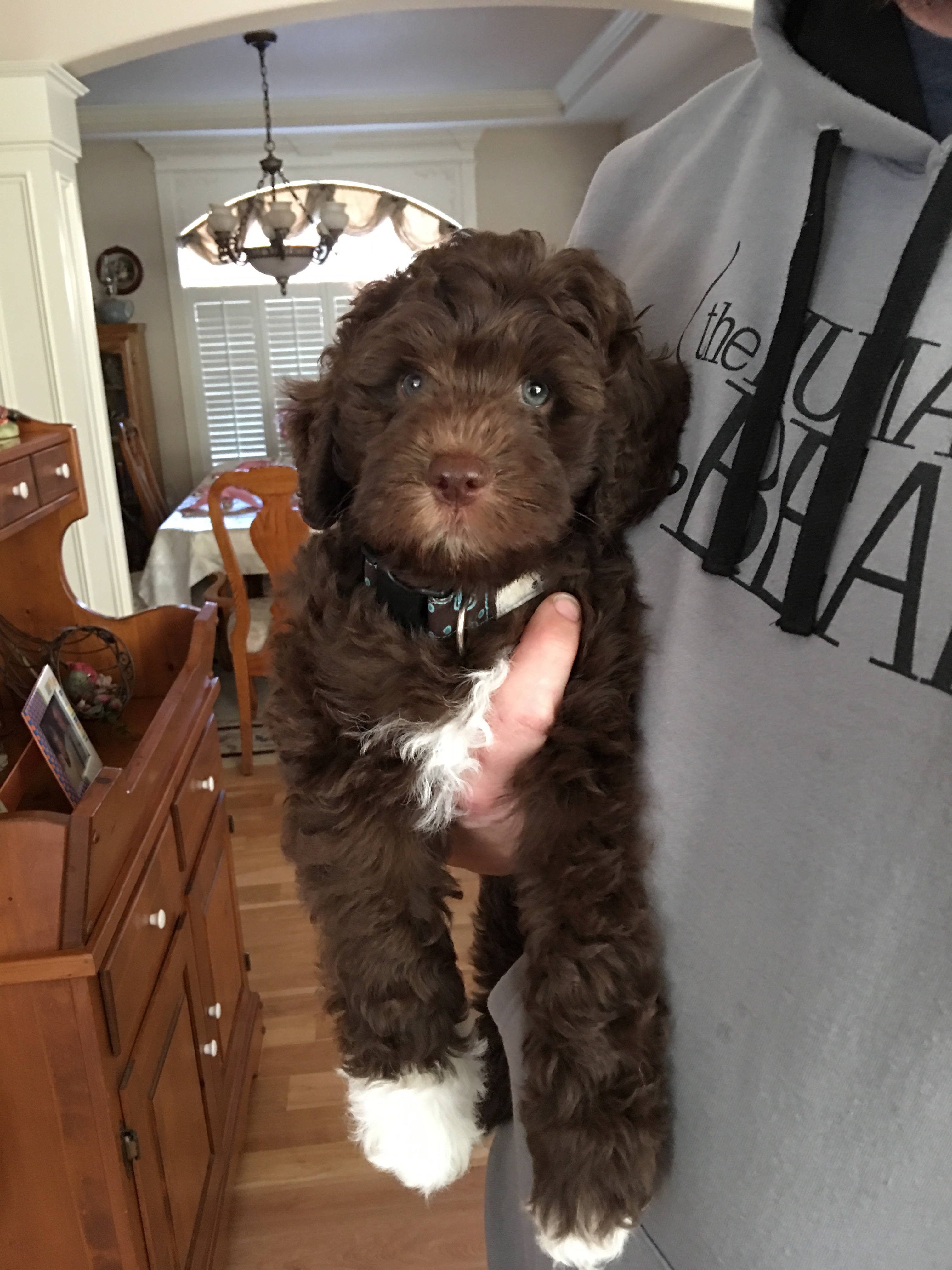 Australian Labradoodle Puppy