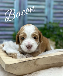 Bacon