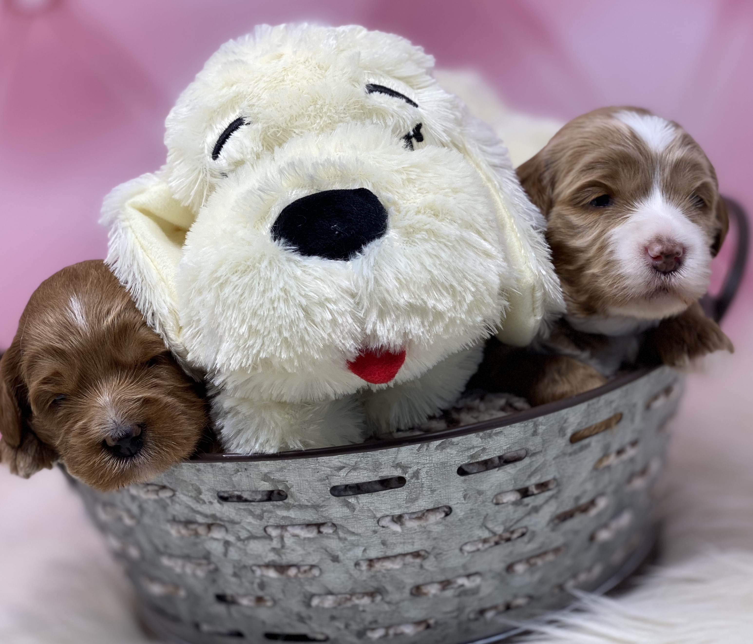 Porche & Shelby