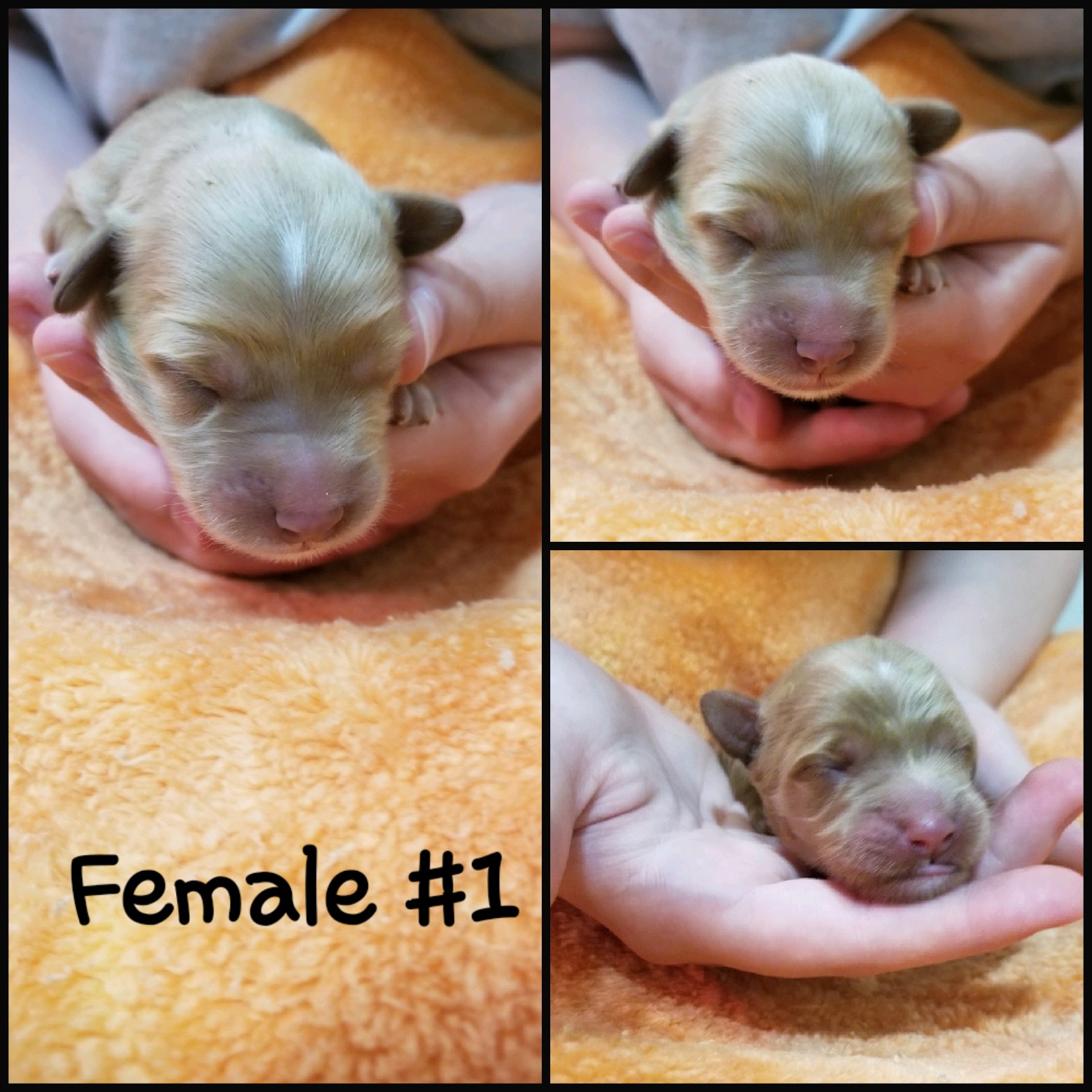 Female #1