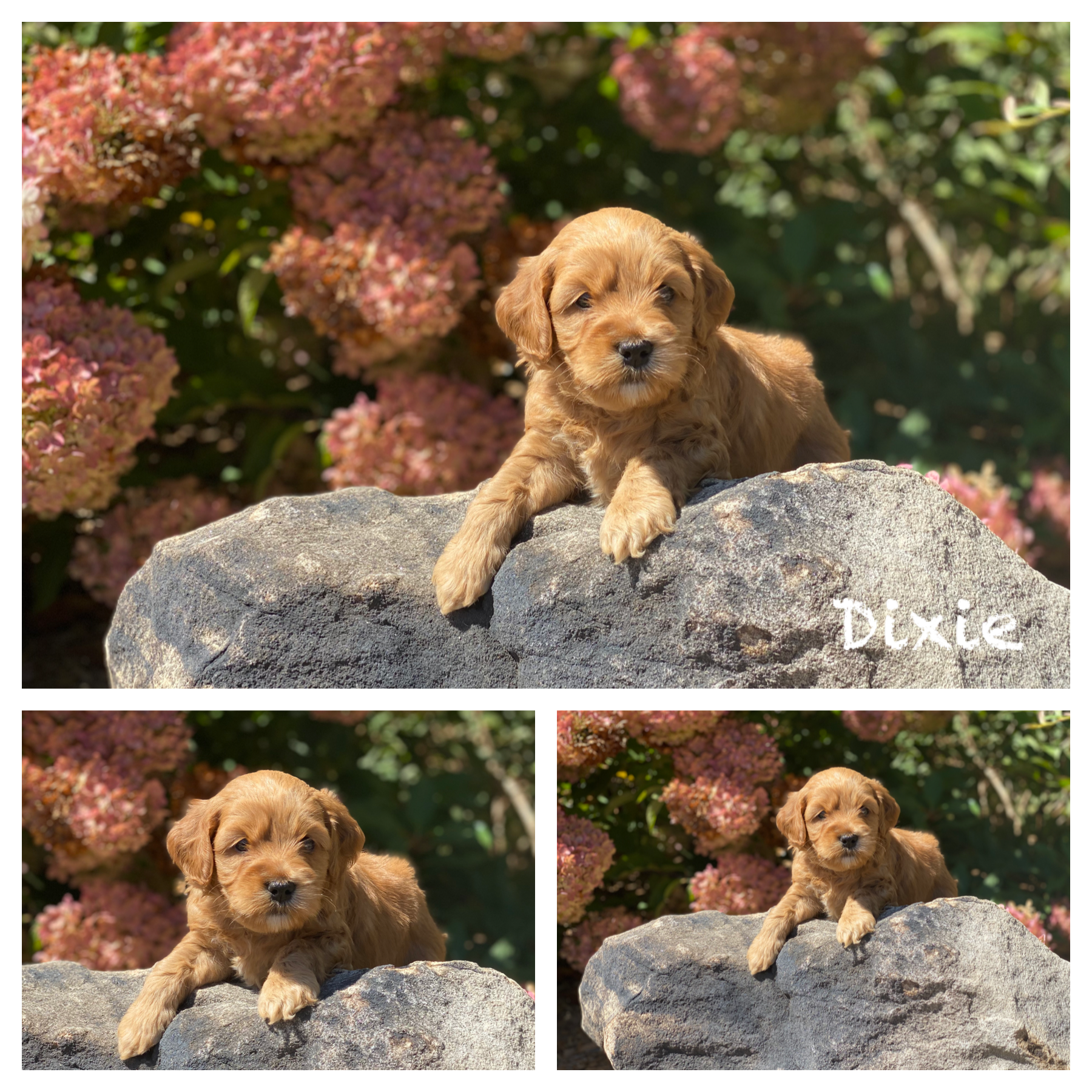 Dixie