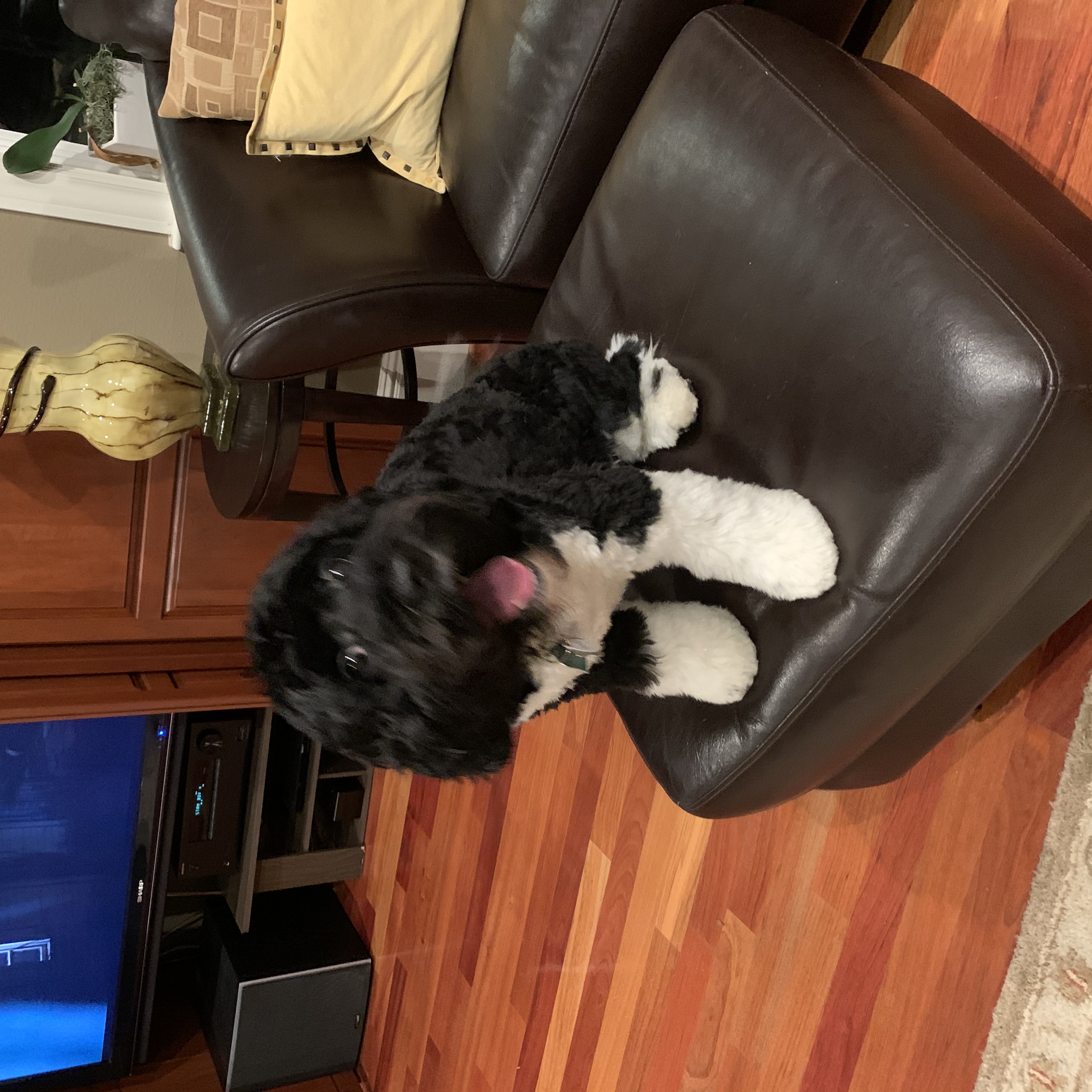 Giorgio