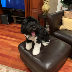 Giorgio