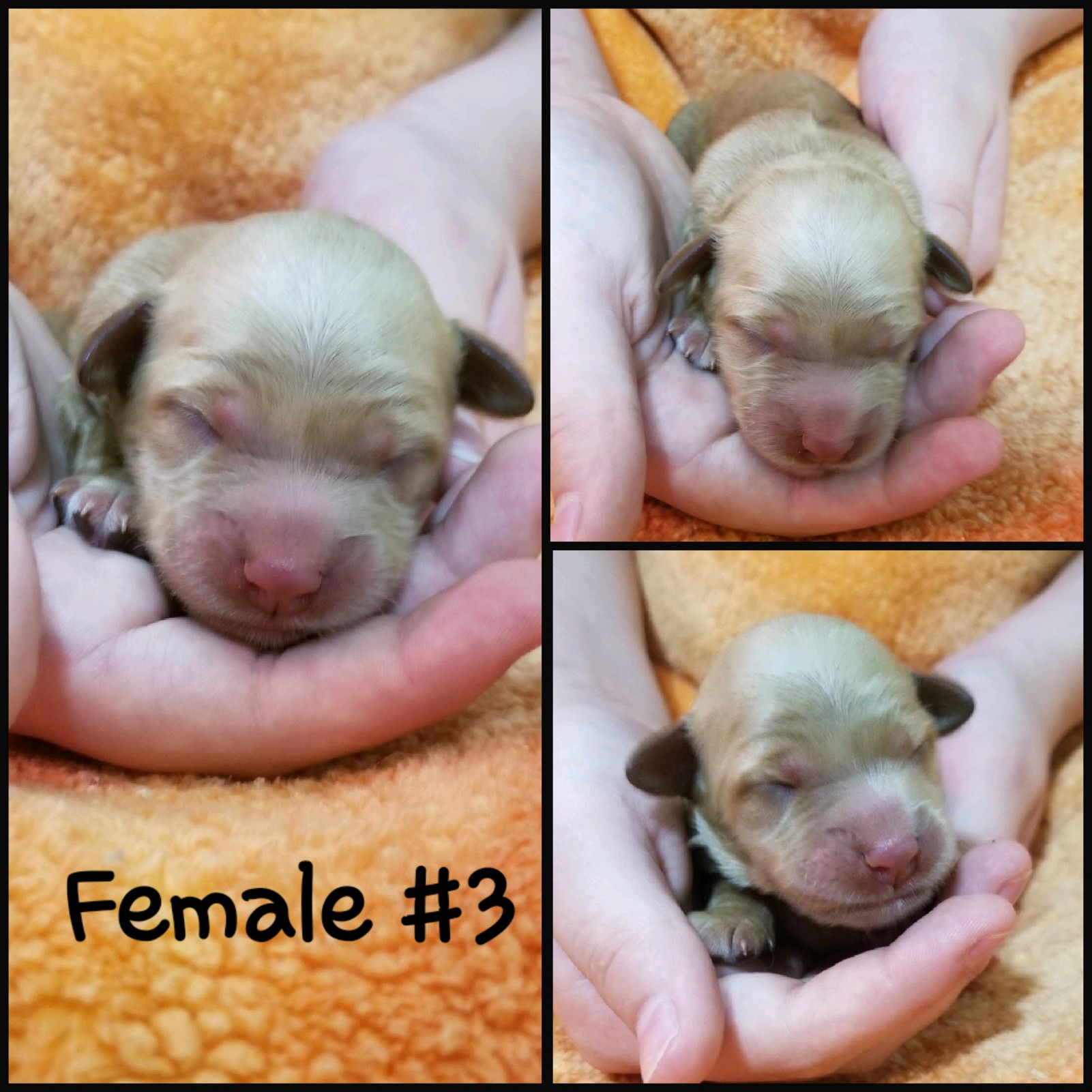 Female 3