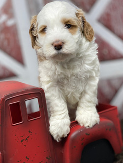Diesel