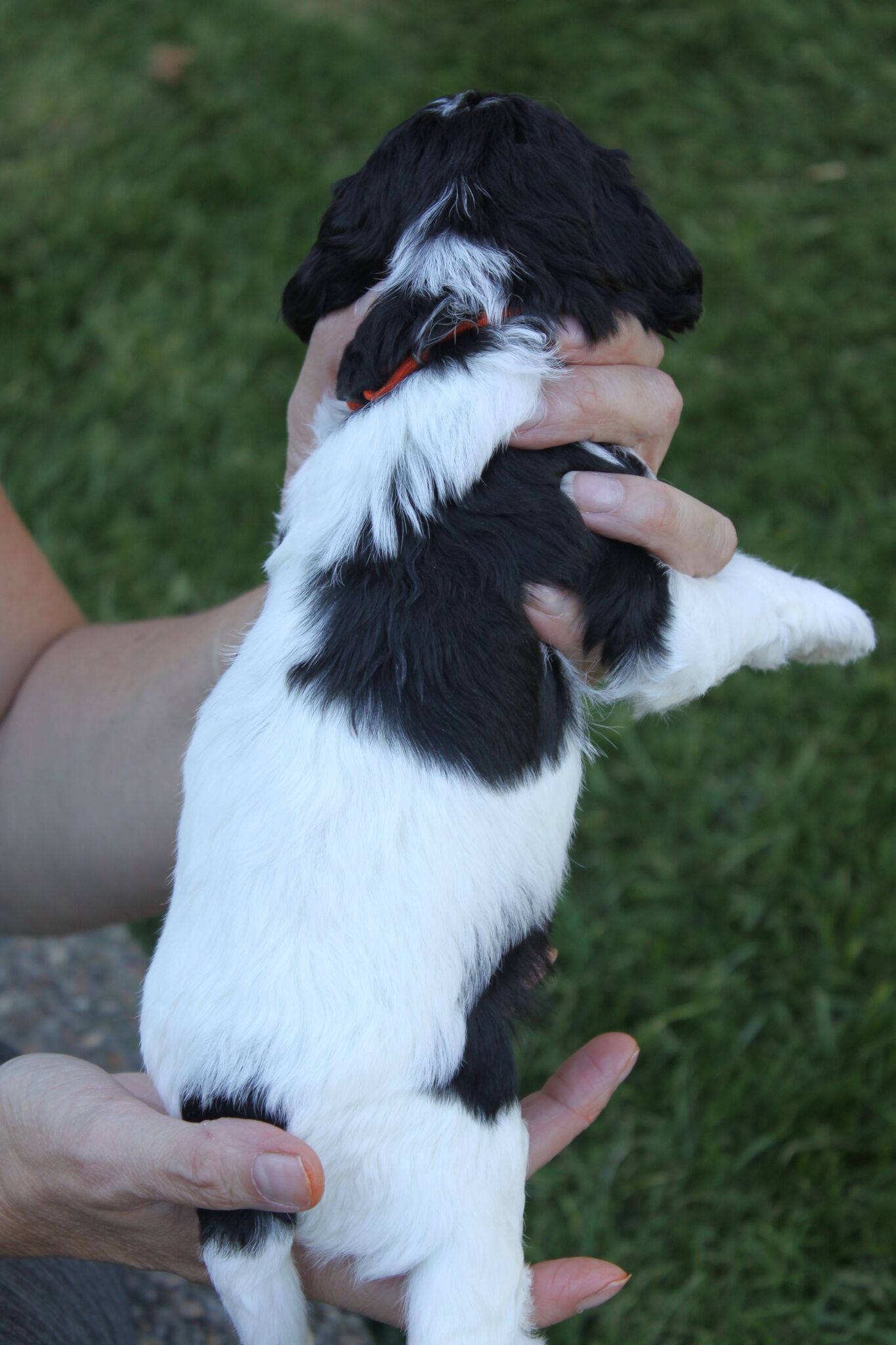 Australian Labradoodle Puppies Kent