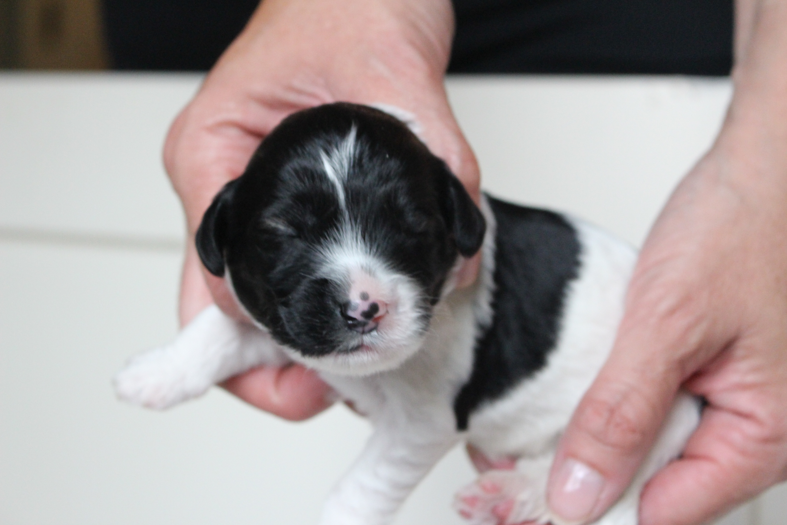 Labradoodle Puppies Portland
