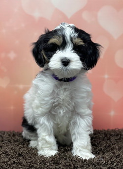 Maggie