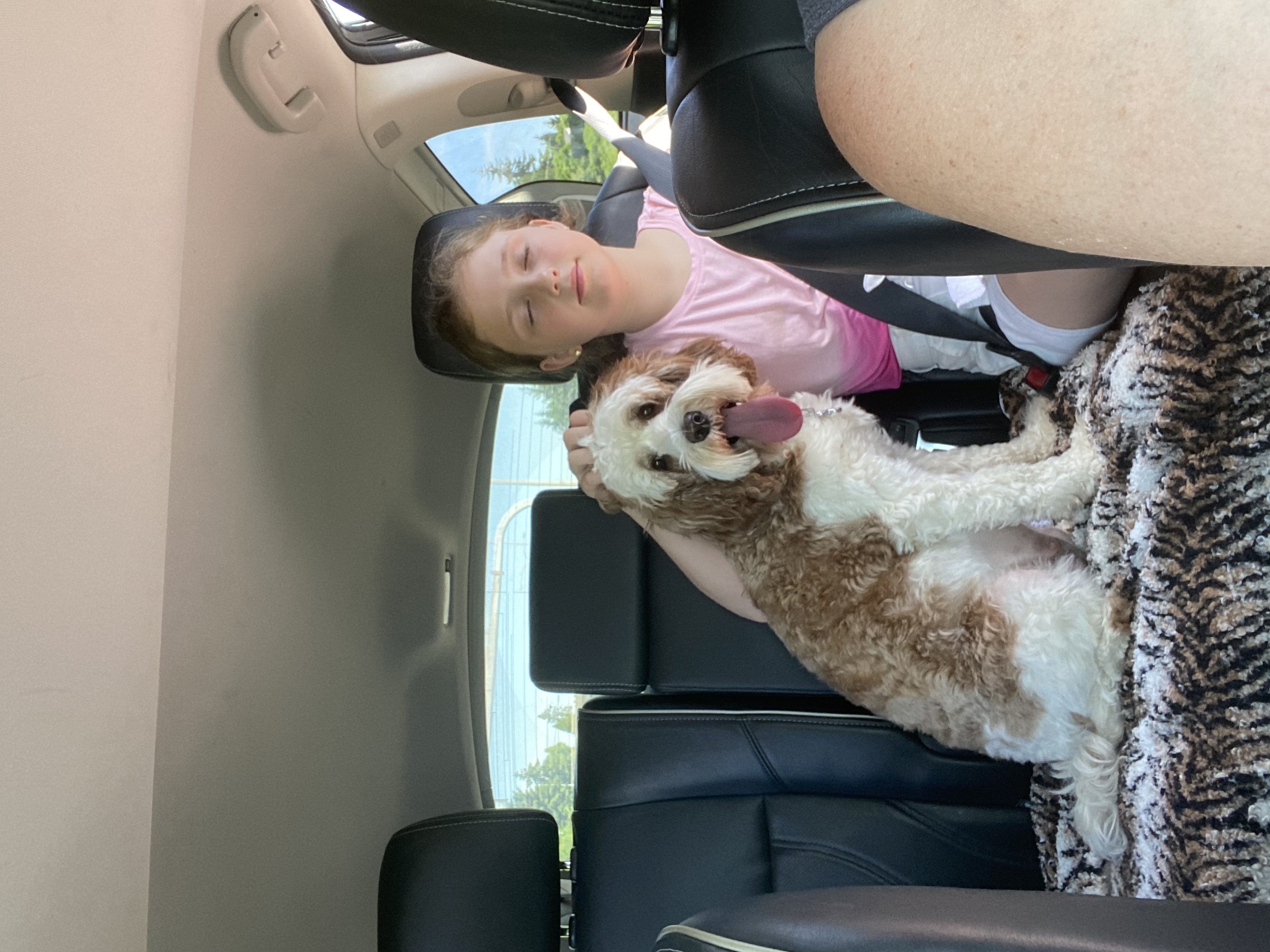 On the way to the vet