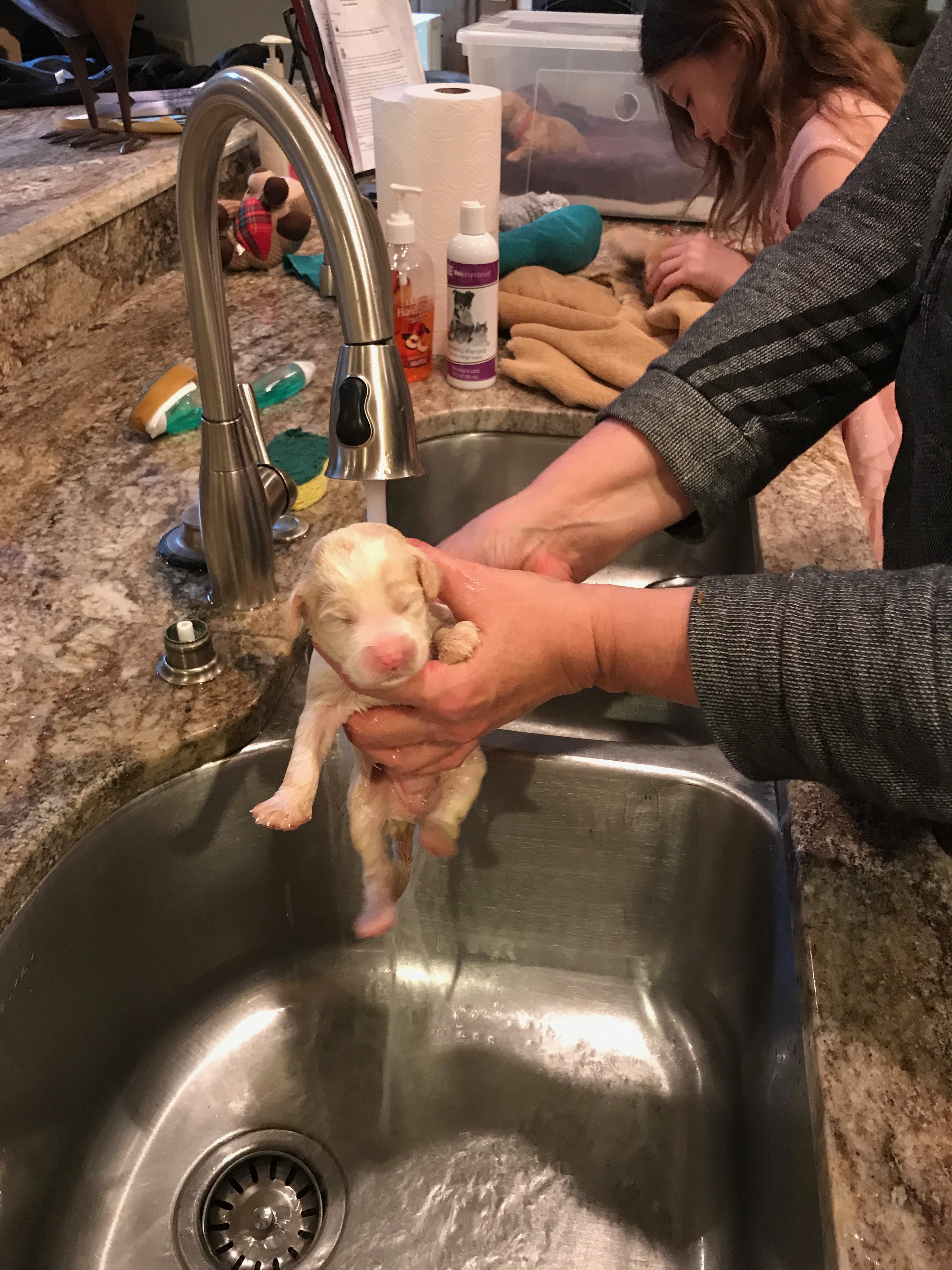 Ms Daisy getting her first bath